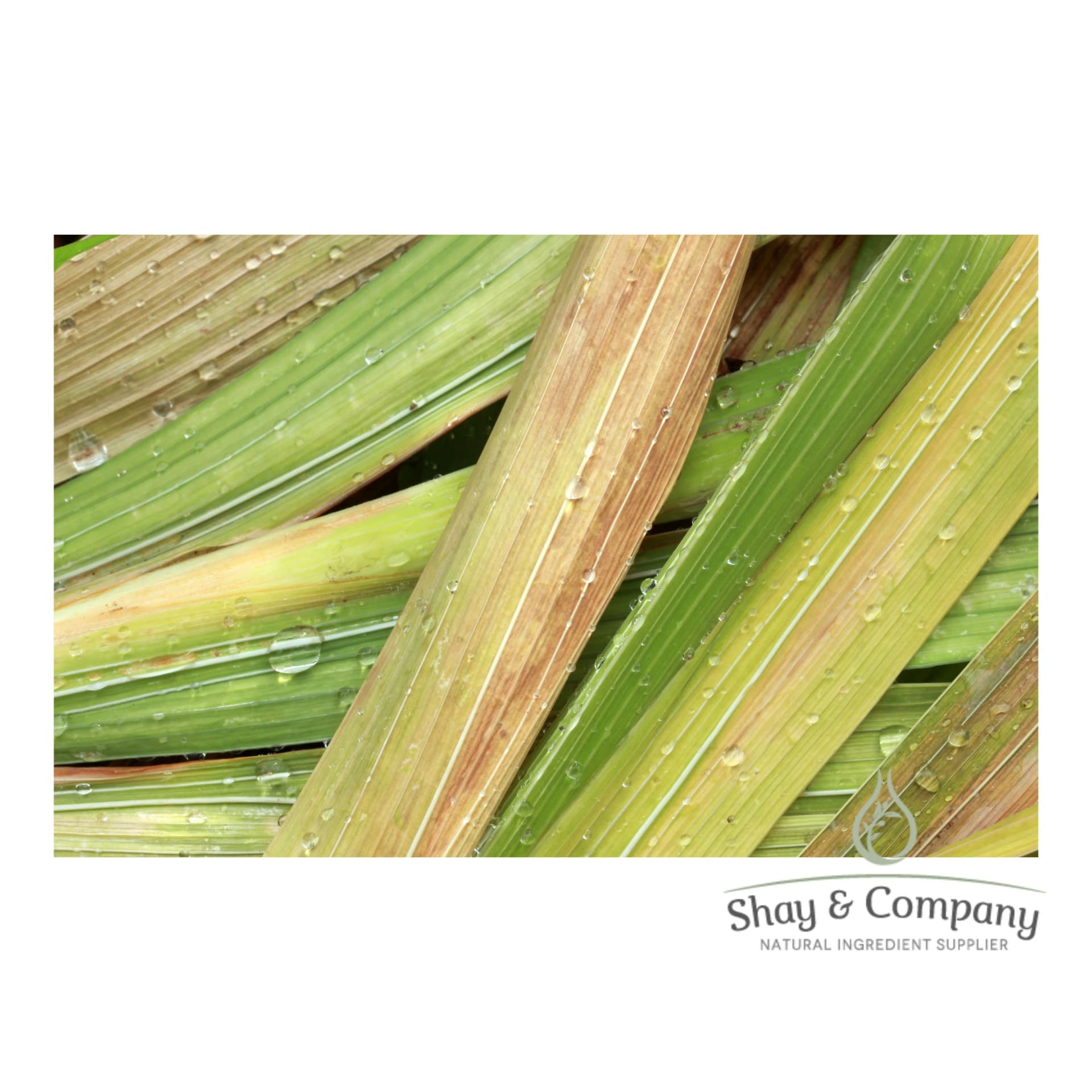 Close up of lemongrass blades