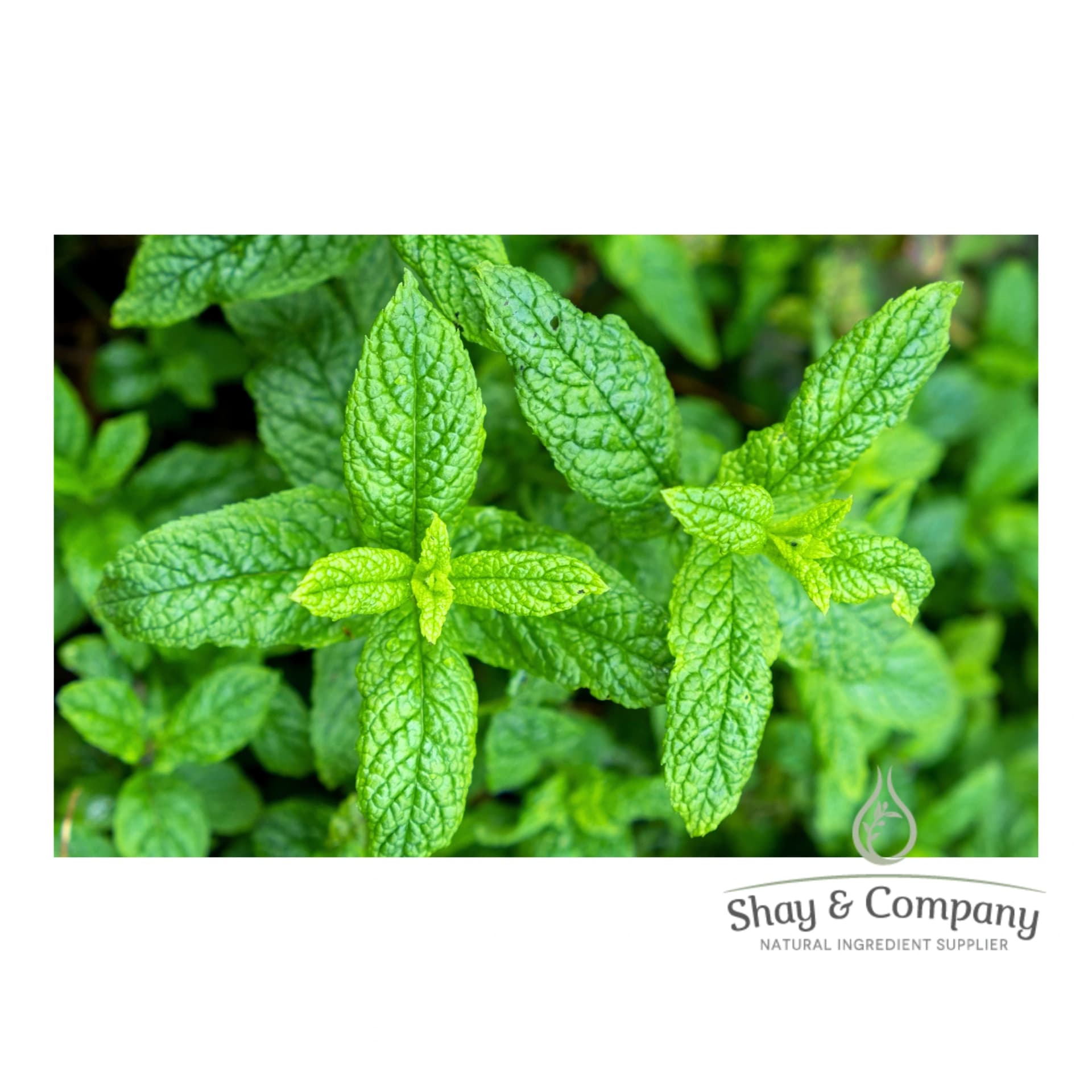 Close up of bright green spearmint leaves