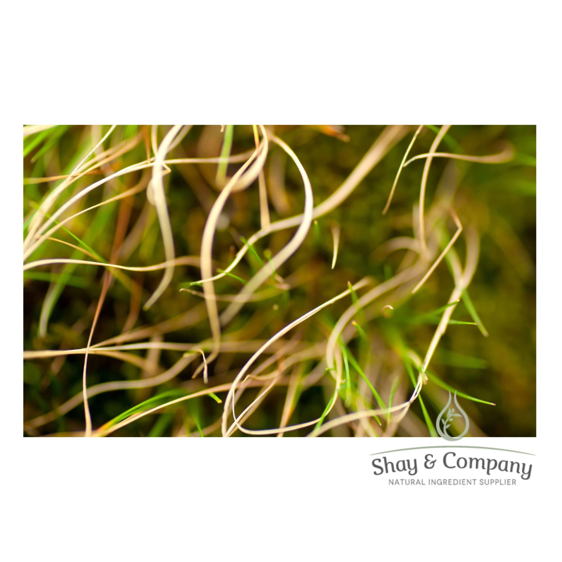 Close up of curly vetiver grass.
