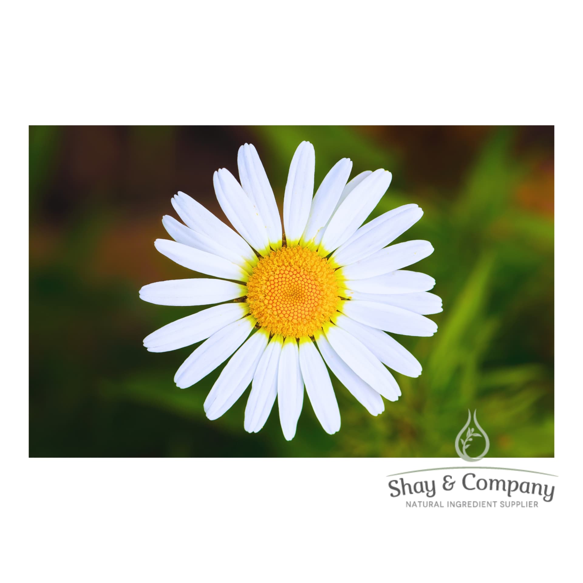Single chamomile white flower with yellow middle on blurred background.