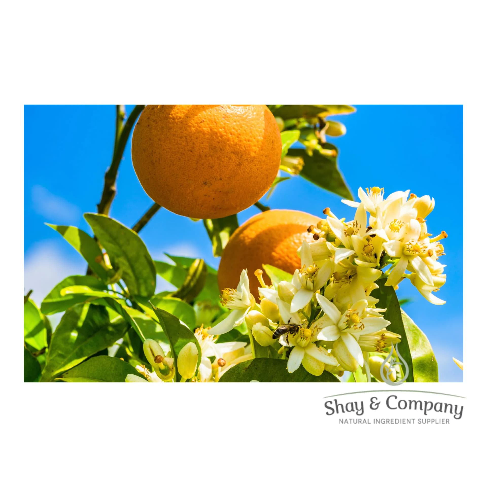 Close up of an orange tree branch with two ripe oranges and orange blossoms.
