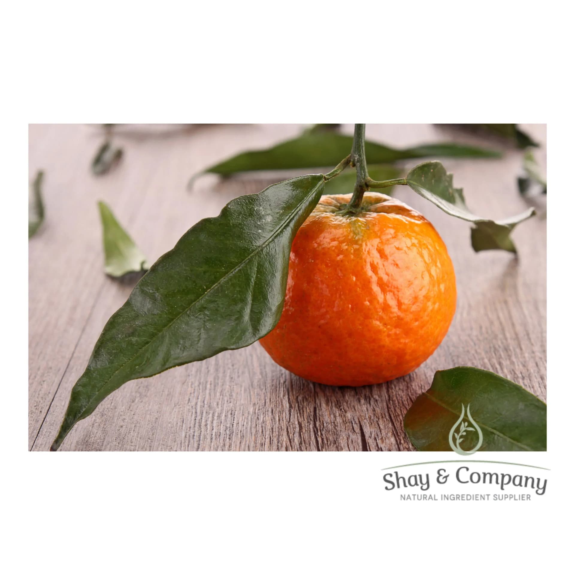 A single Tangerine sits on a wooden table with tangerine leaves around it.