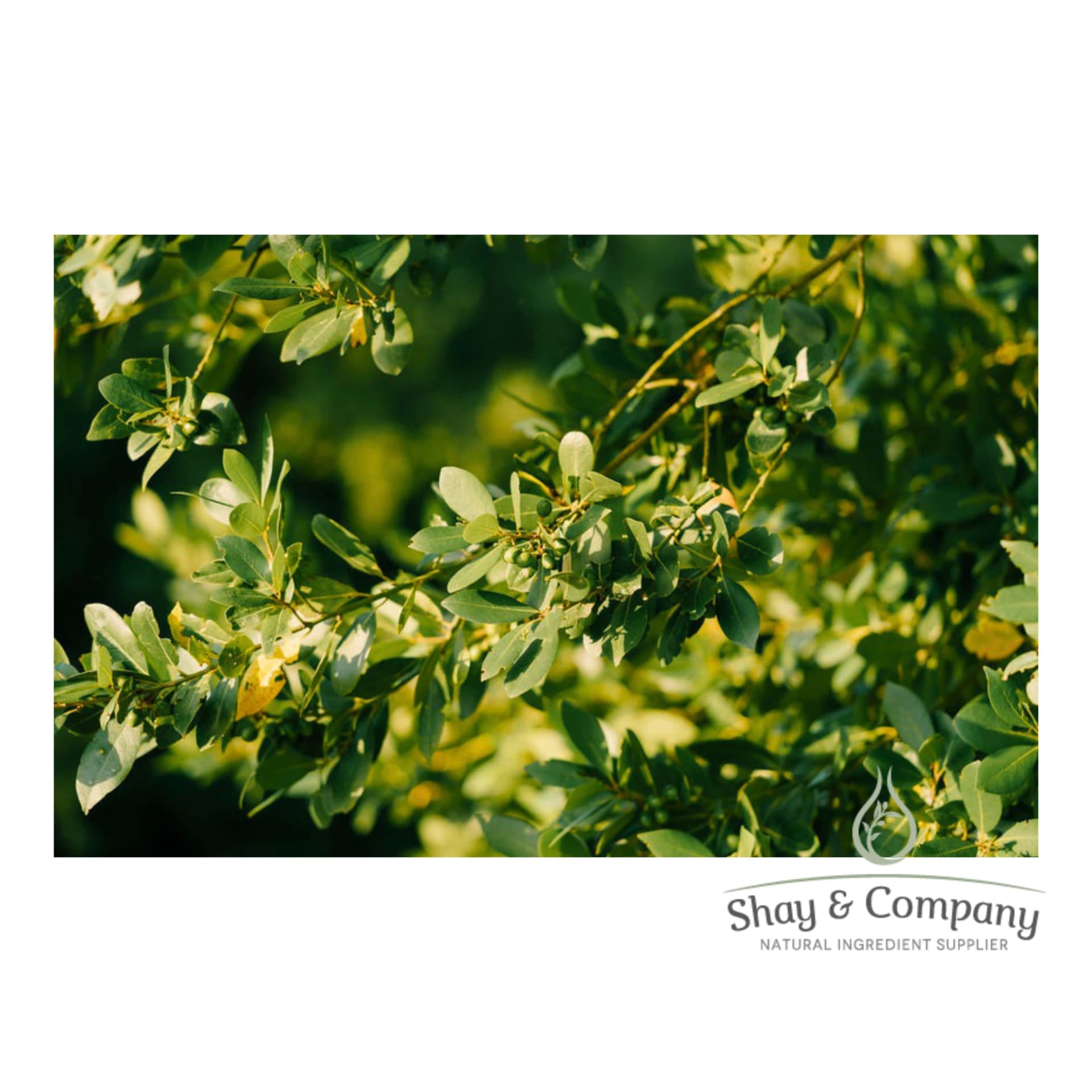 Tree with smaller green leaves in the sun.