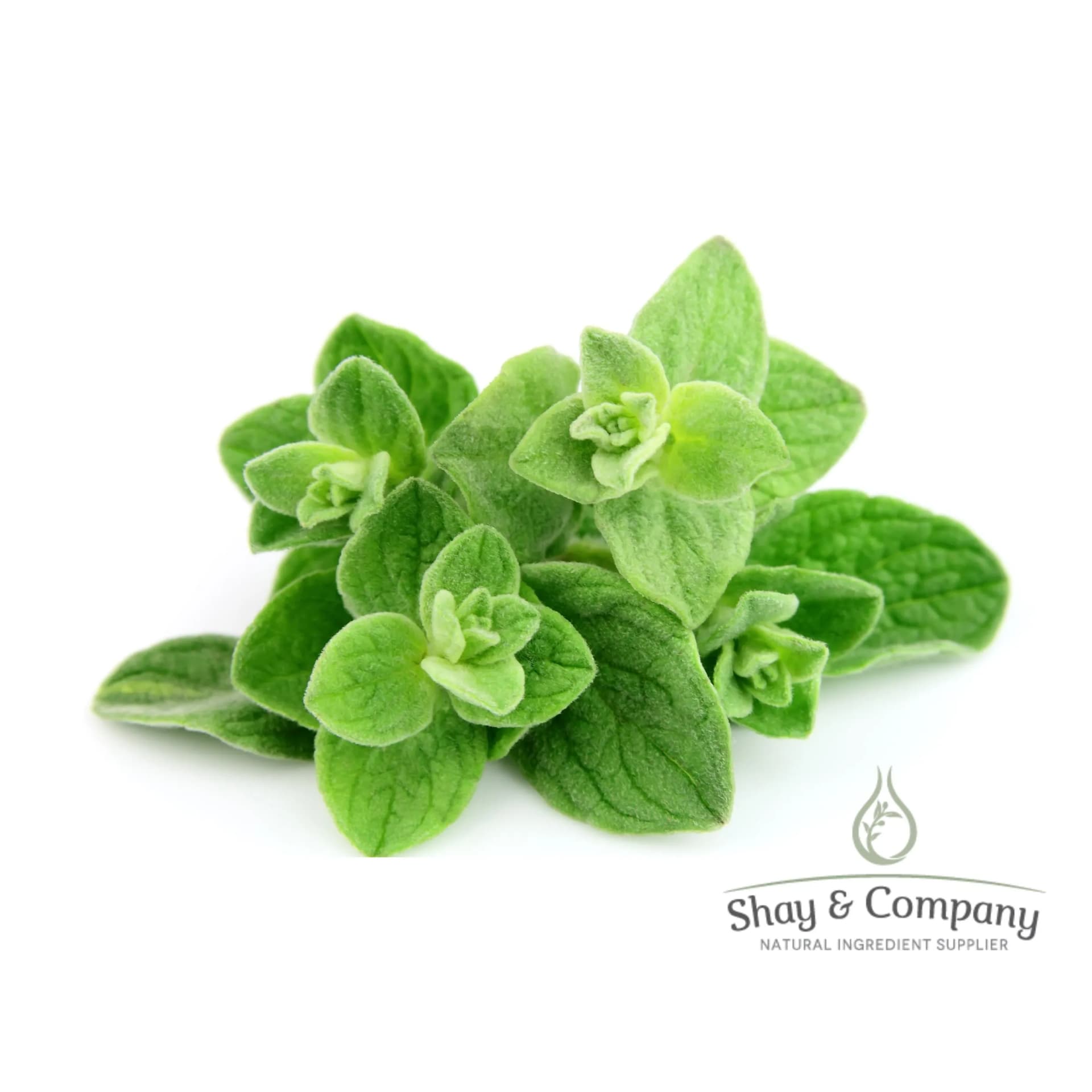 Close up of a bunch of green oregano on a white background.