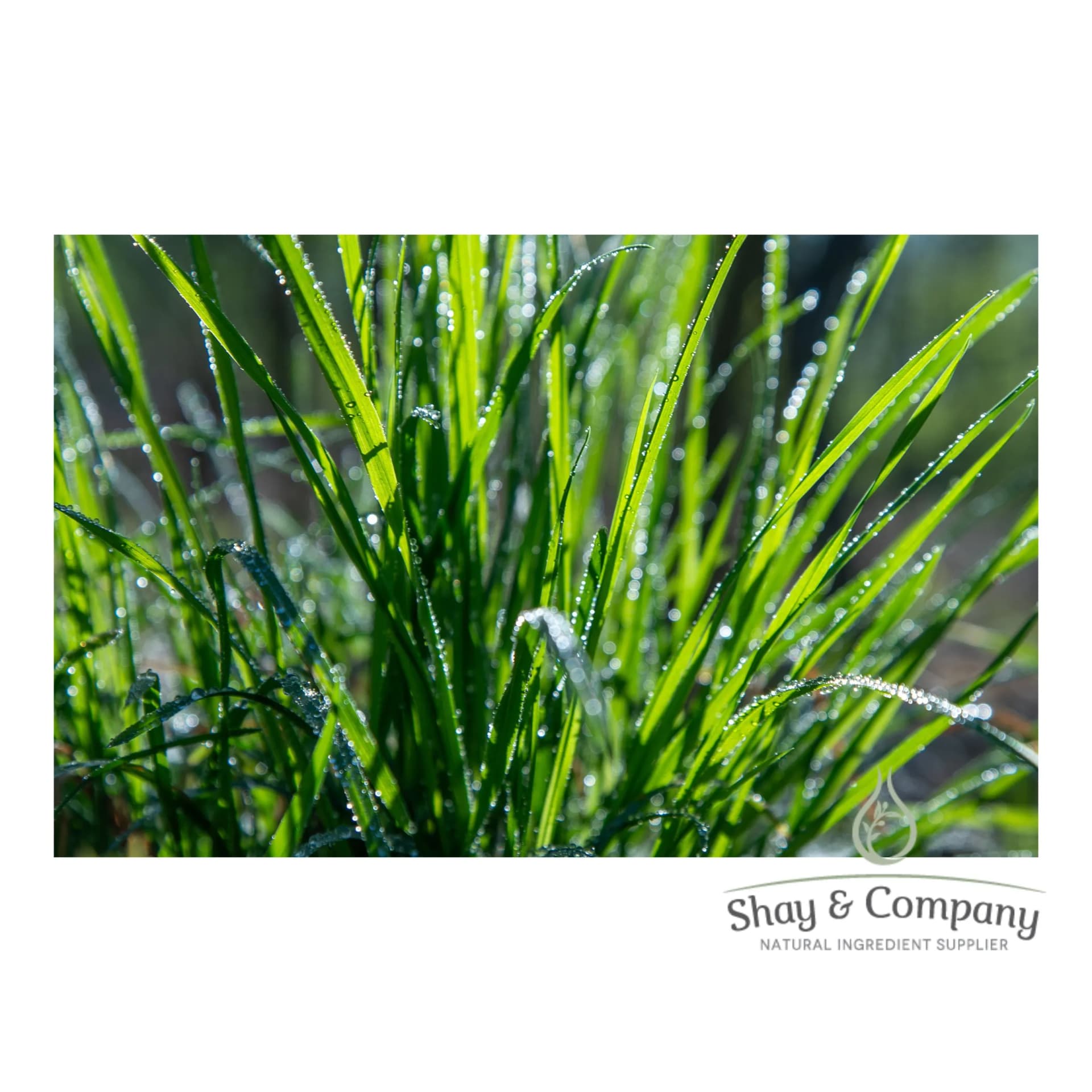 Close up of a bunch of palmarosa grass with dew on the leaves.