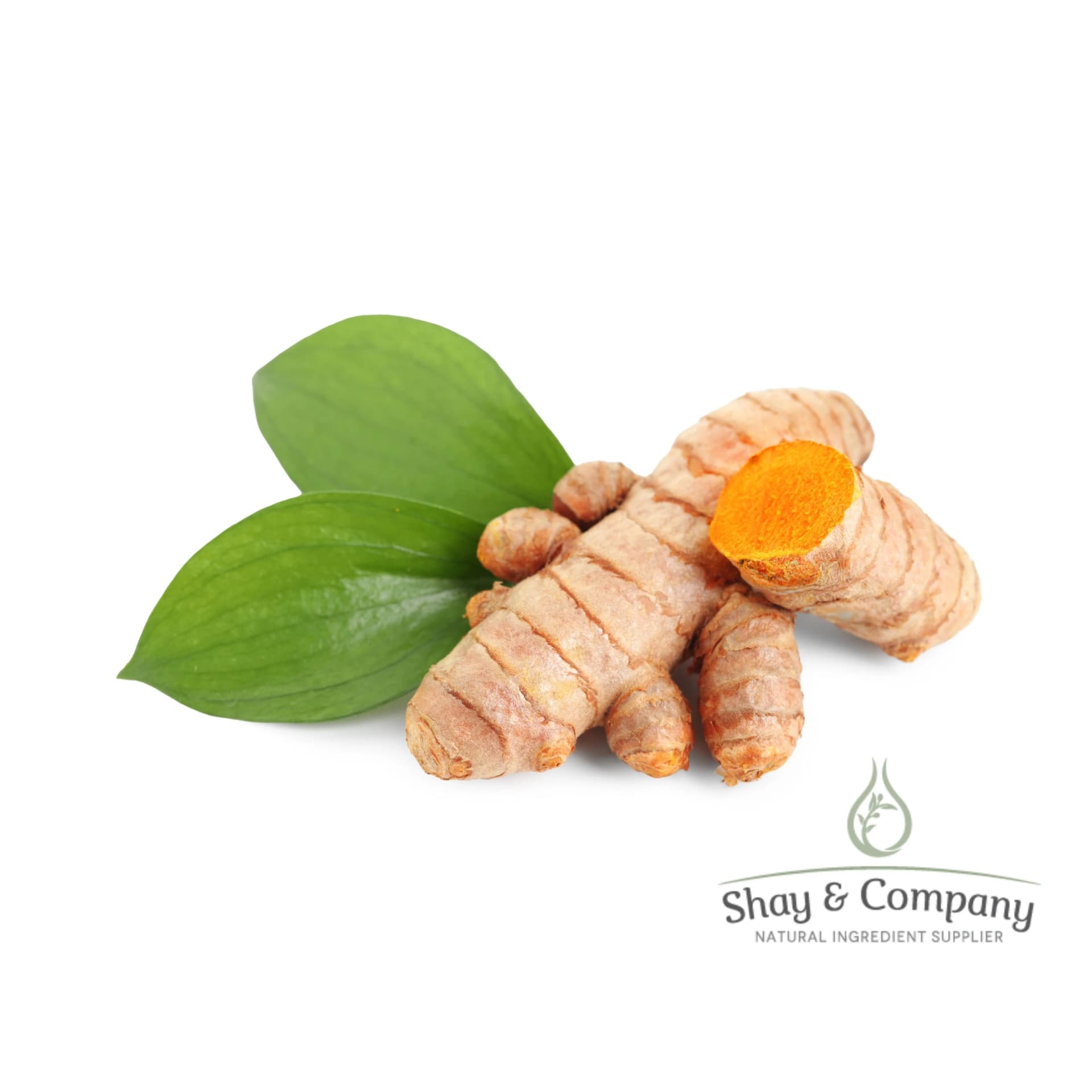 Brown turmeric Root with orange inside sits on a white background with two green leaves.