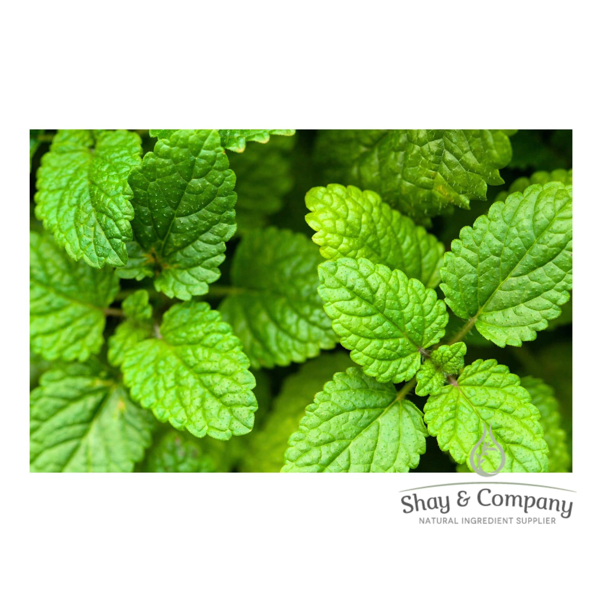 Close up of bright green Lemon balm leaves.