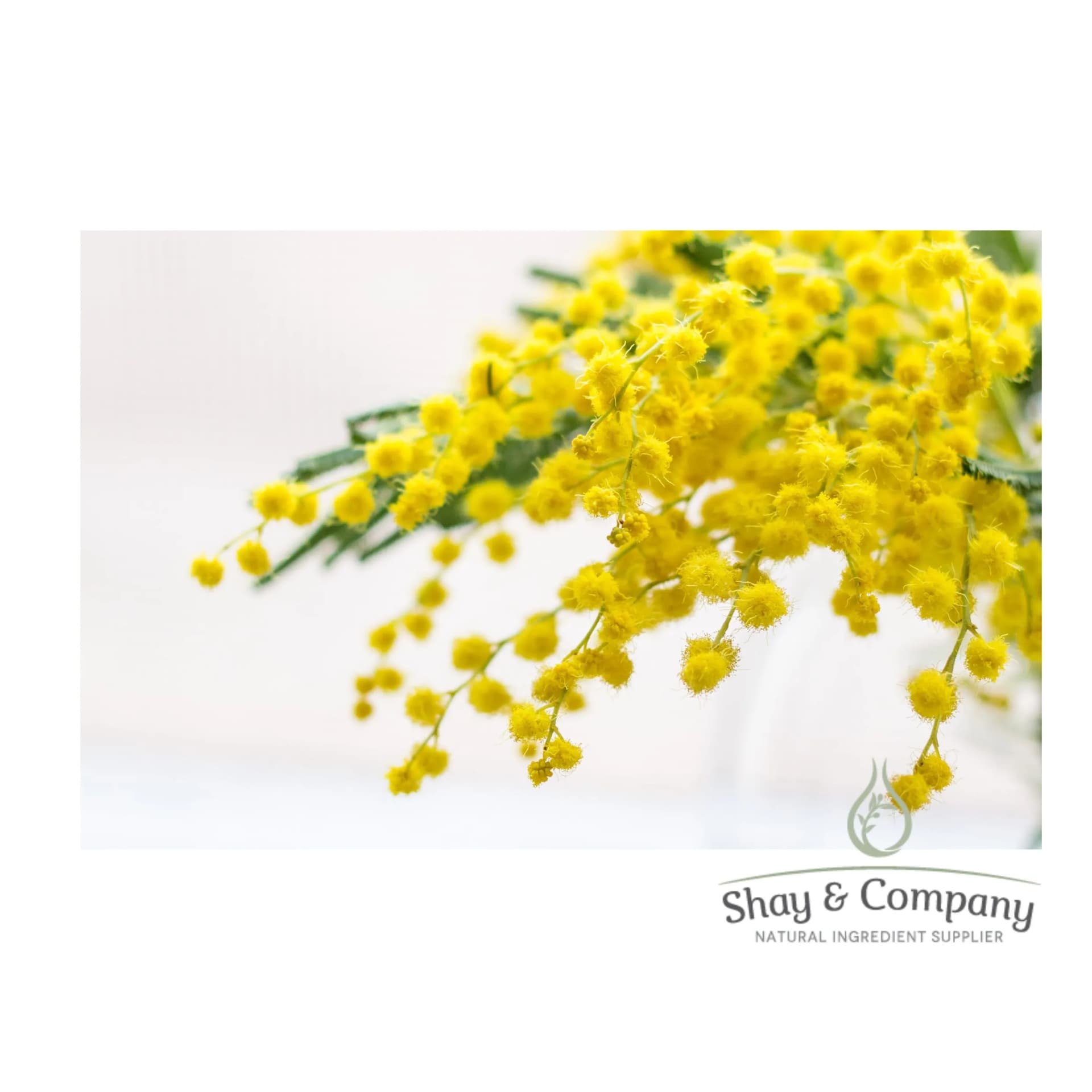 Close up of a mimosa branch on white background with small yellow flowers covering it.
