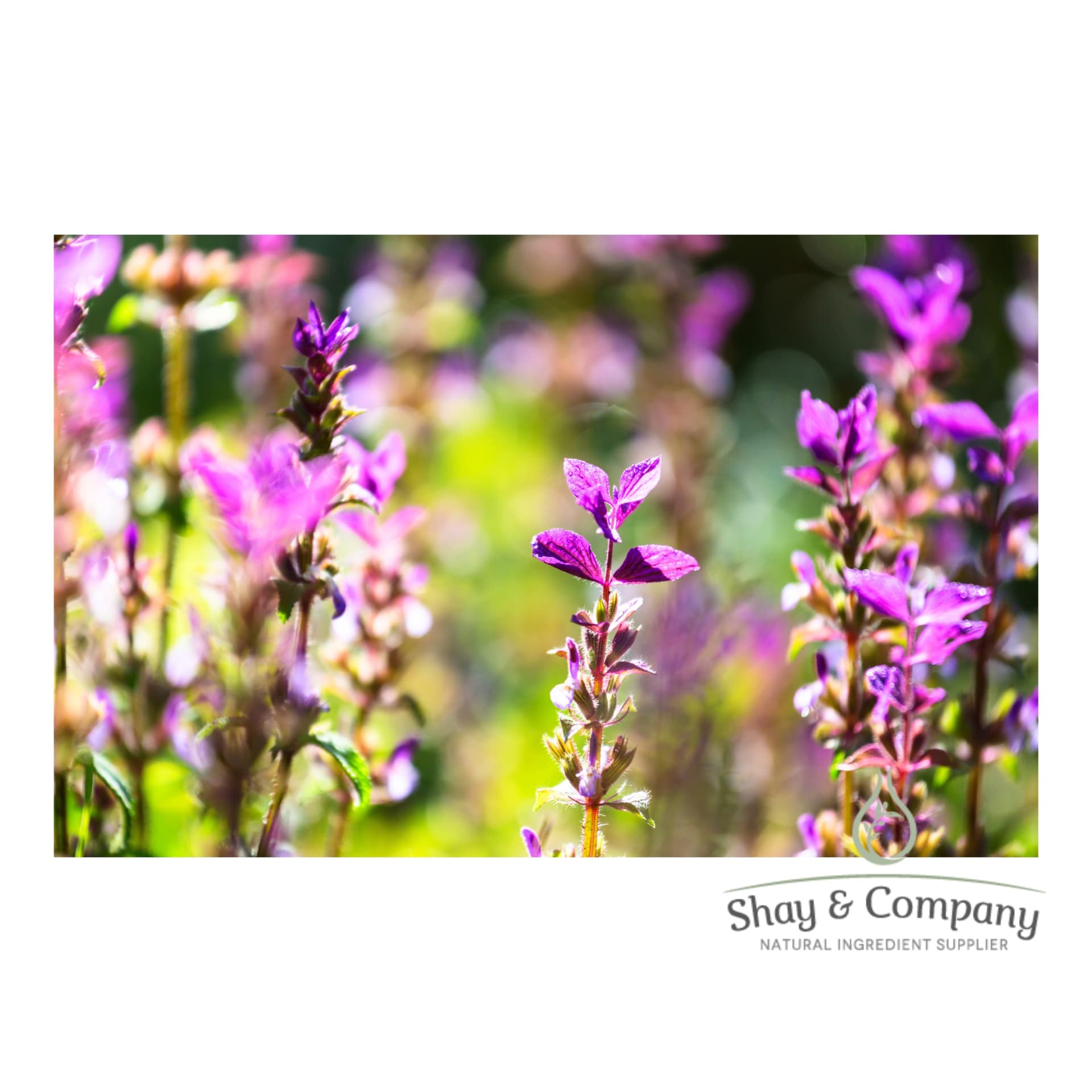 Close up of a field of Clary Sage flowers. Small purple flowers at the tip of the stem.