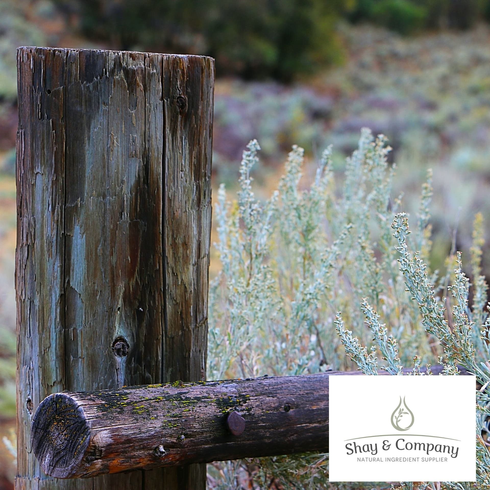 Weathered wooden fence post beside blooming lavender plants in natural garden setting.