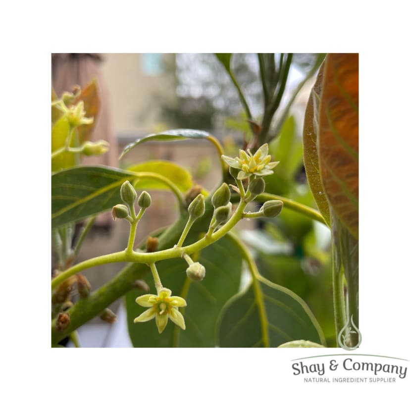 avocado blossom 92% natural fragrance
