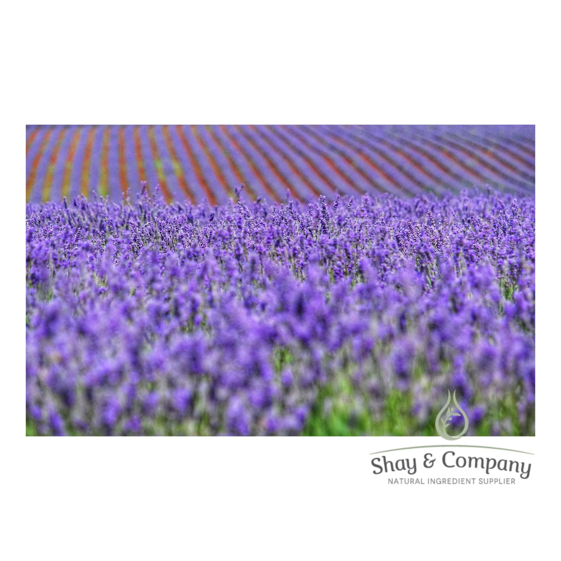 A field of purple lavender plants. Rows of flowers are in the background.