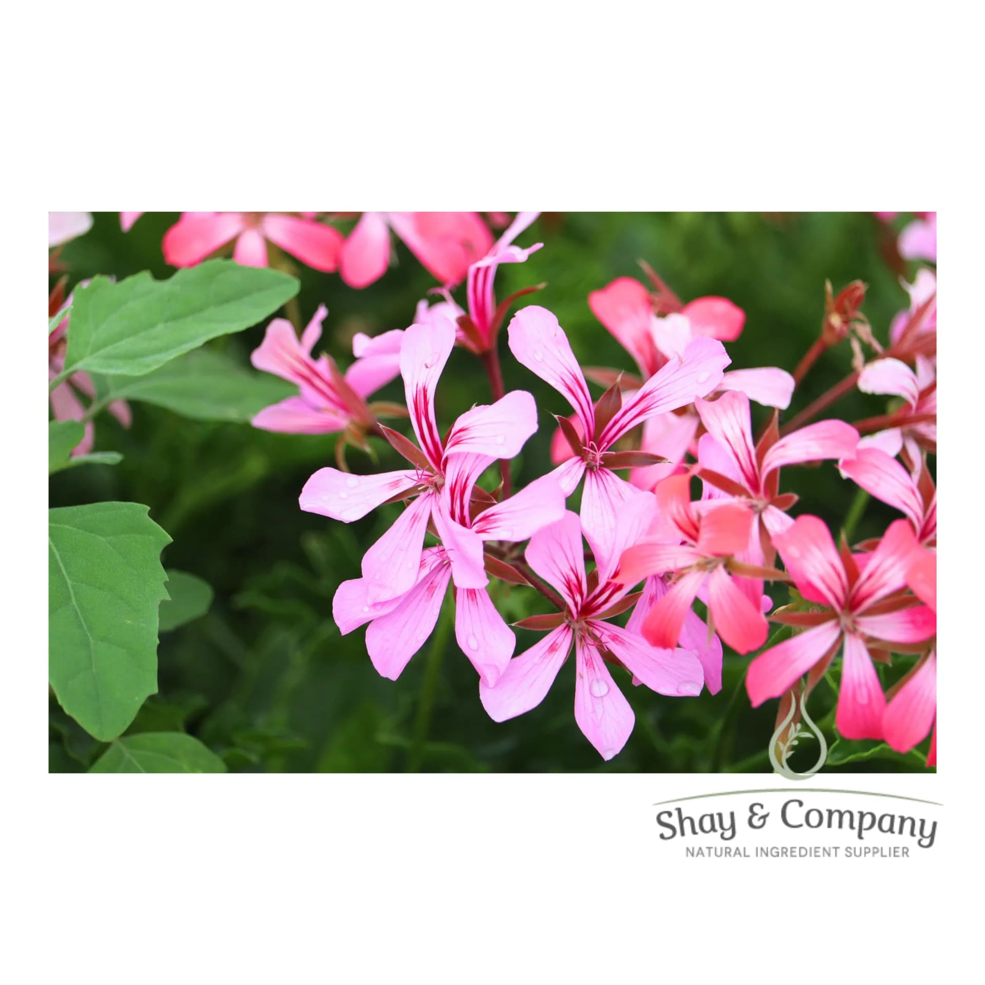 A branch of small pink flowers with green leaves