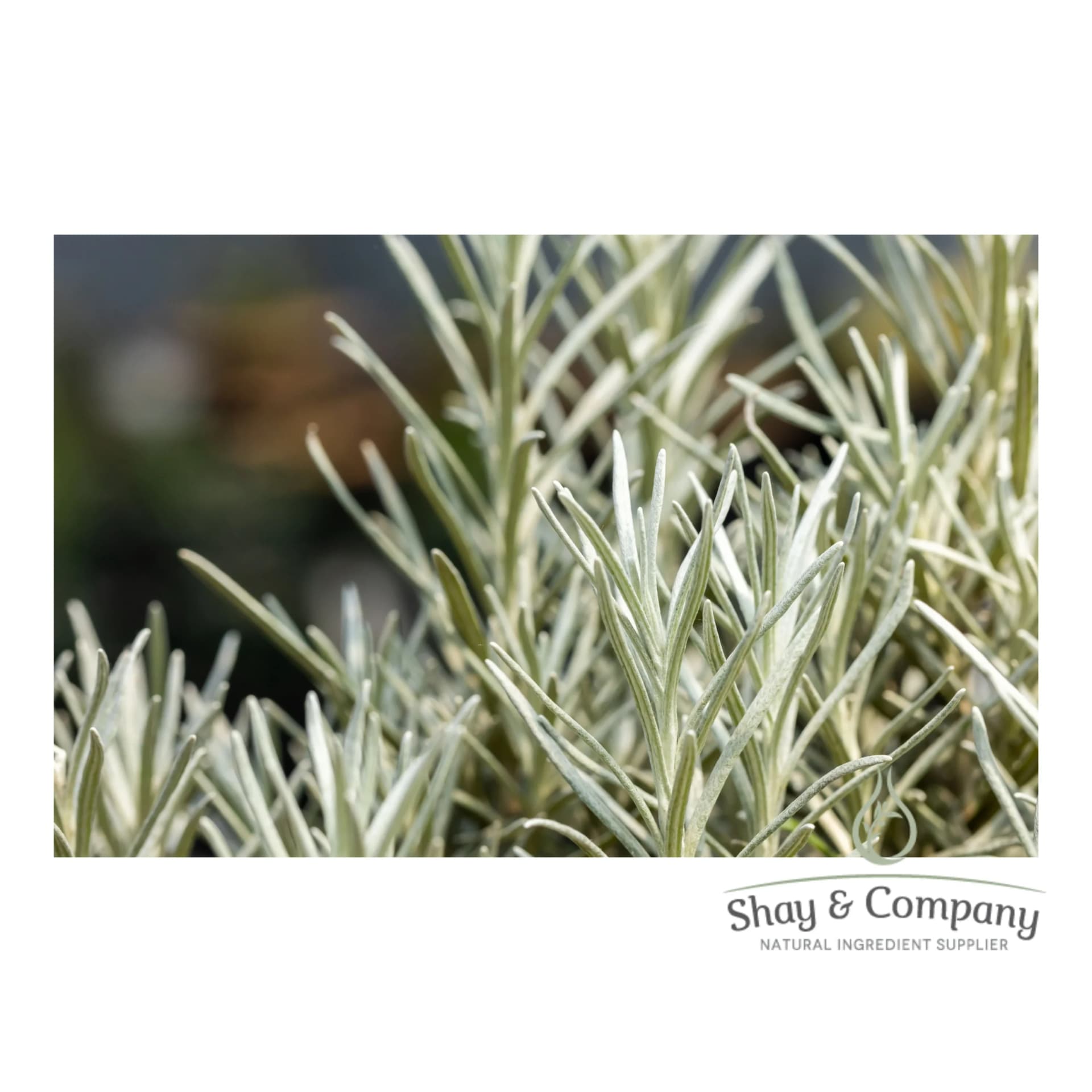 Close up of rosemary plant. Long, green/silver needles.