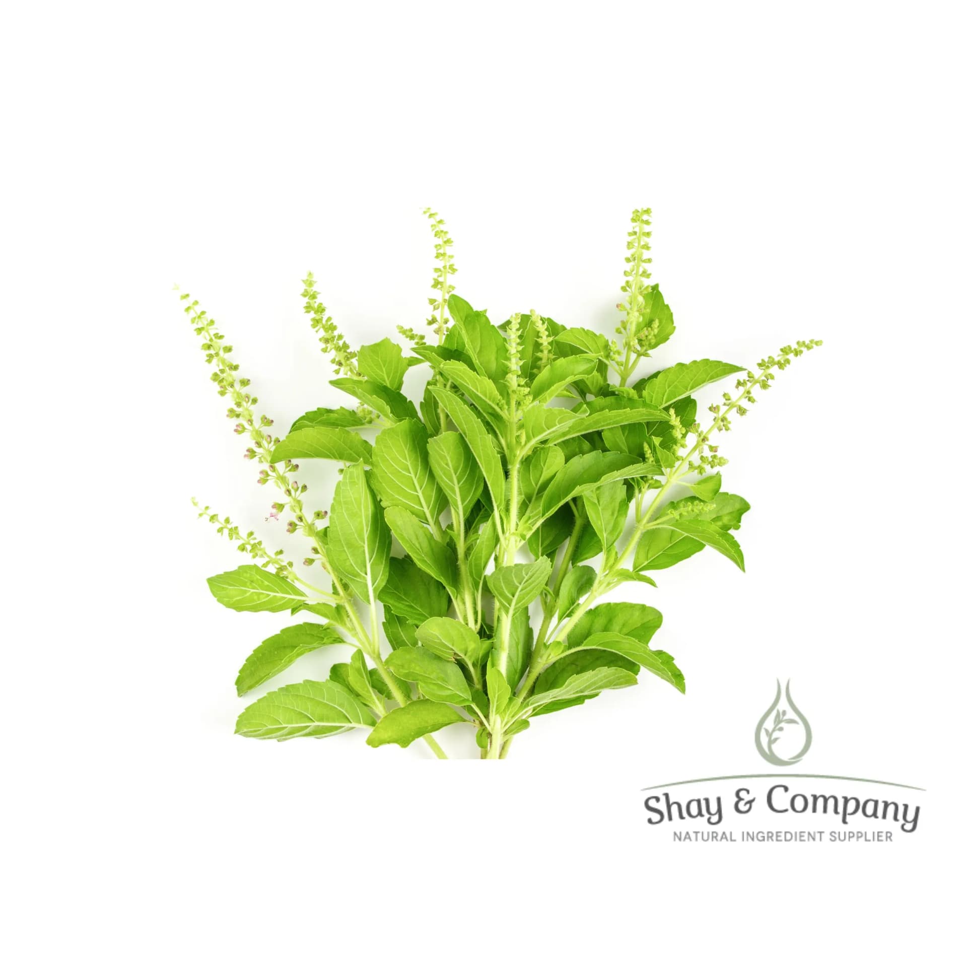 A bunch of Basil with basil flower spikes on a white background