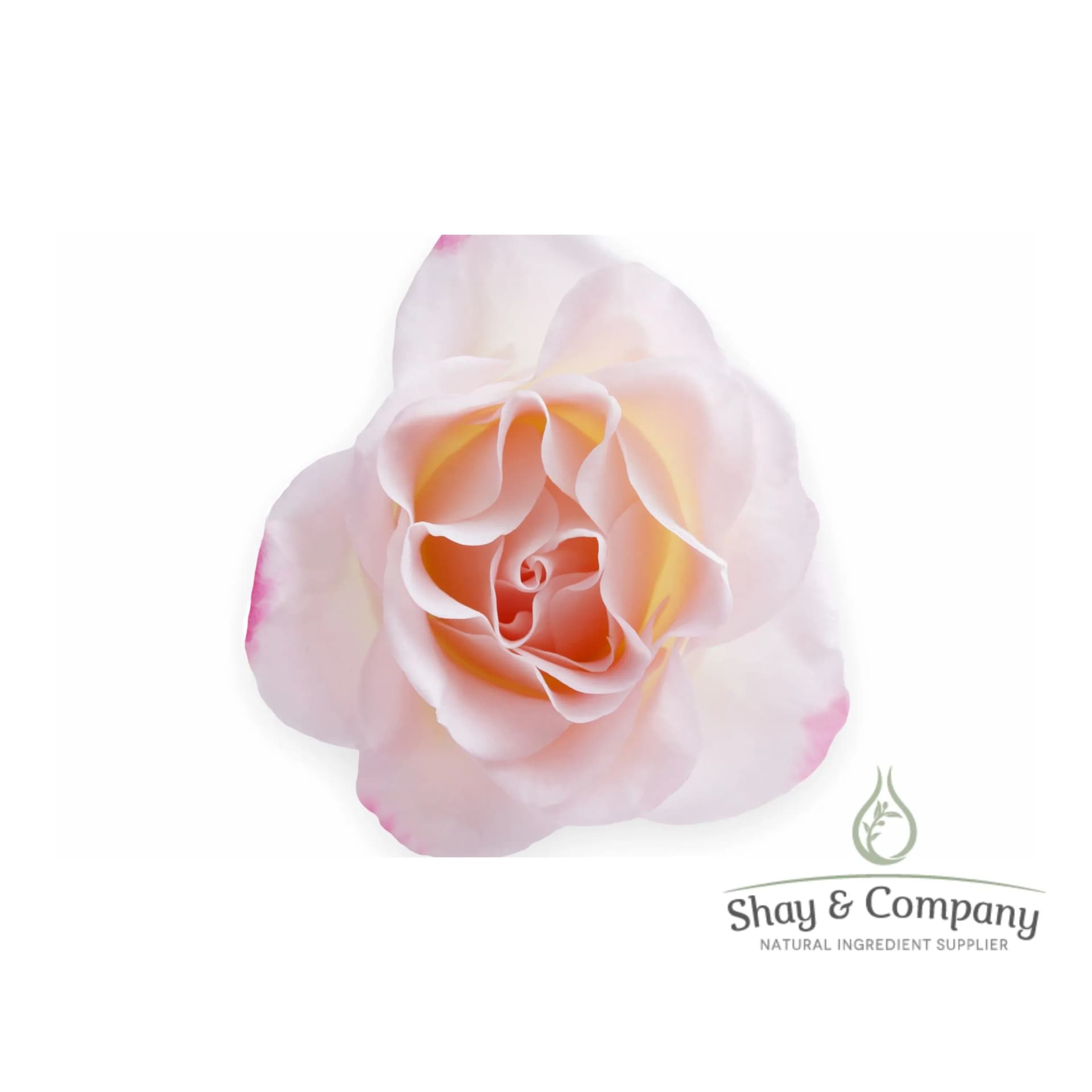 Light pink rose flower on white background.