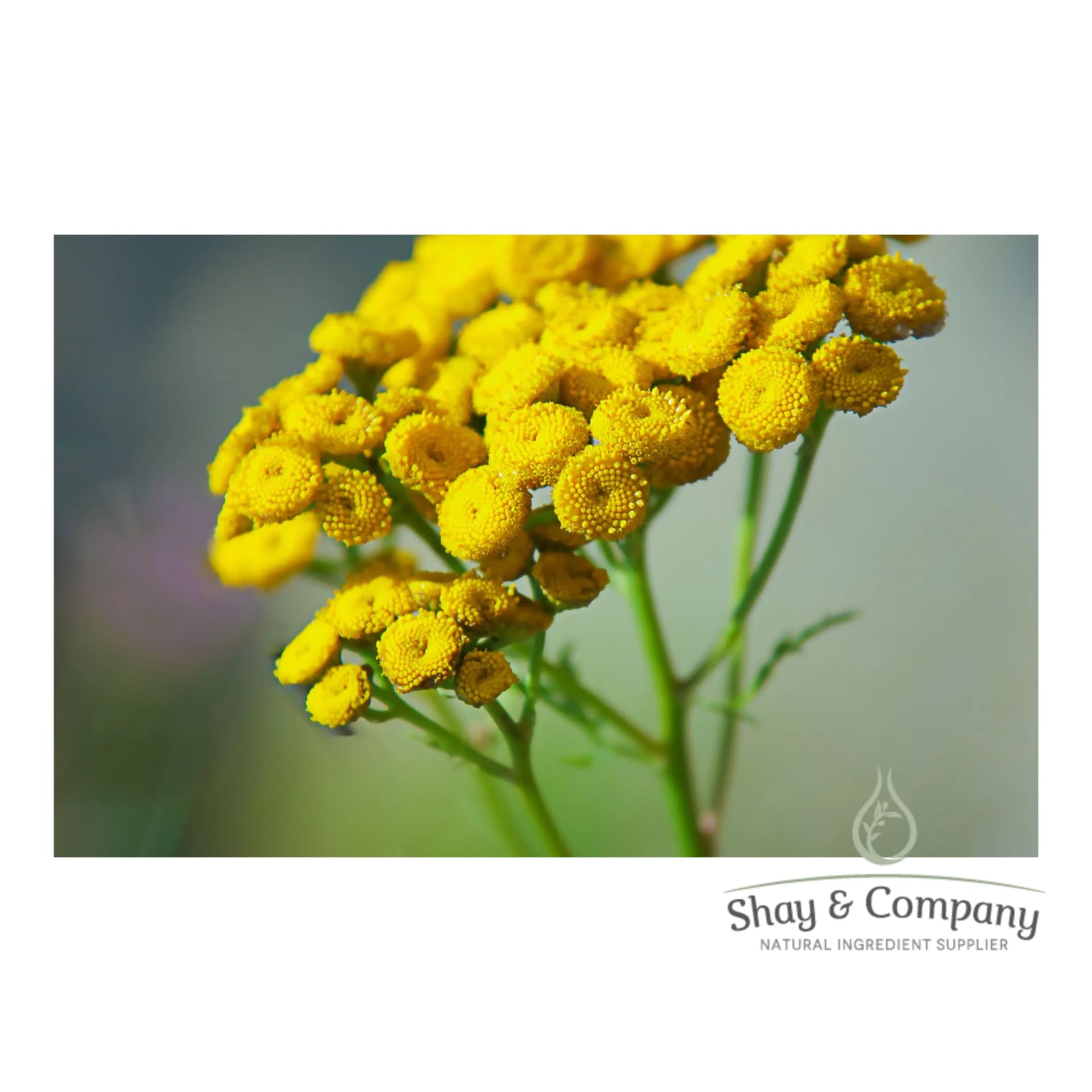 Close up of a blue tansy flower, a small green stem with bright yellow button flowers.