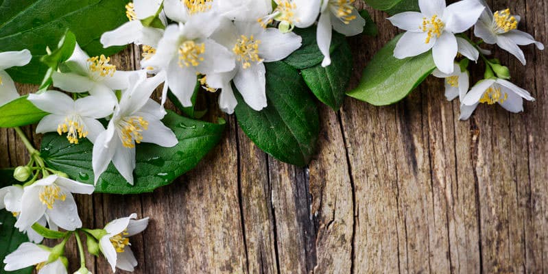 jasmine fragrance