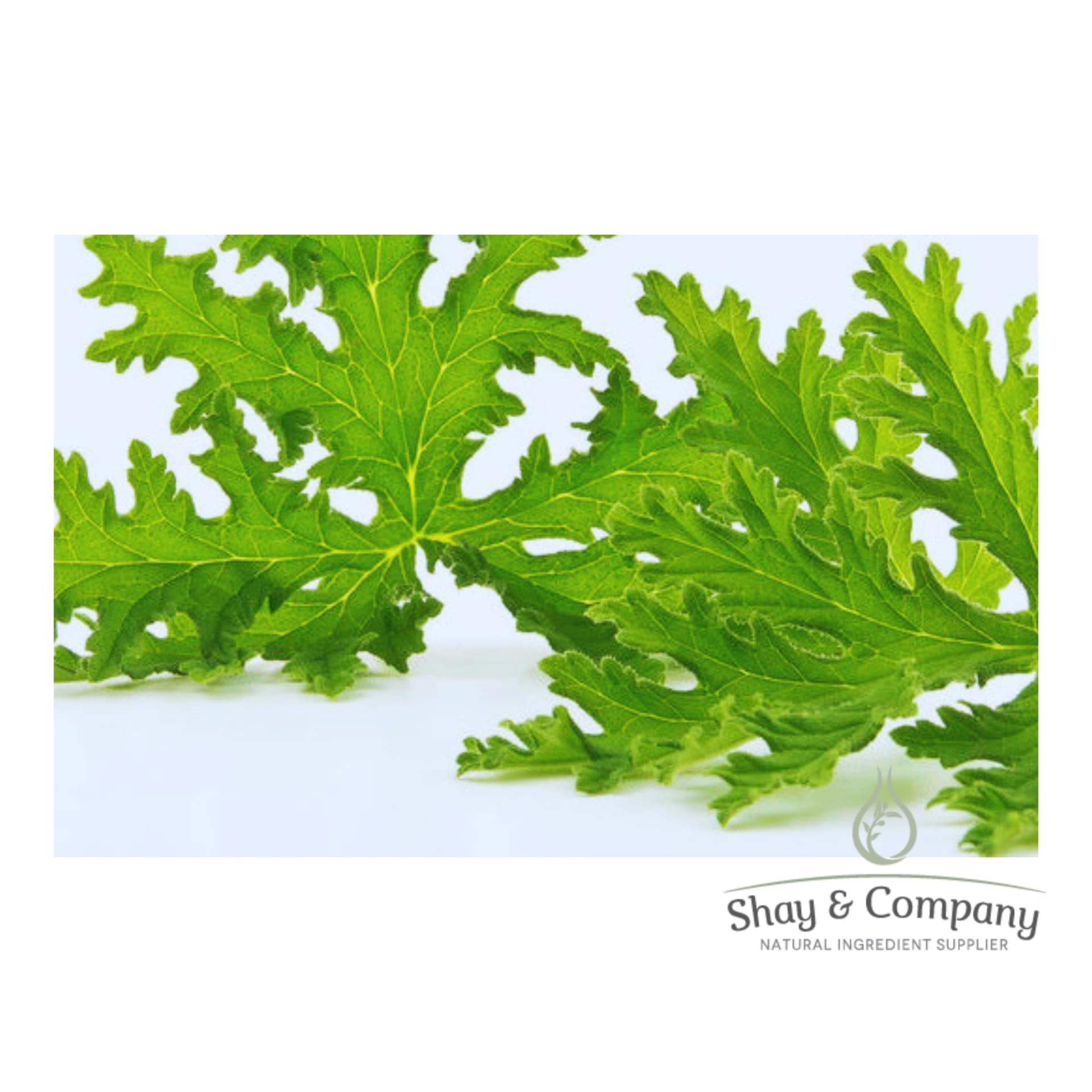 Two bright green Citronella leaves close up on white background.