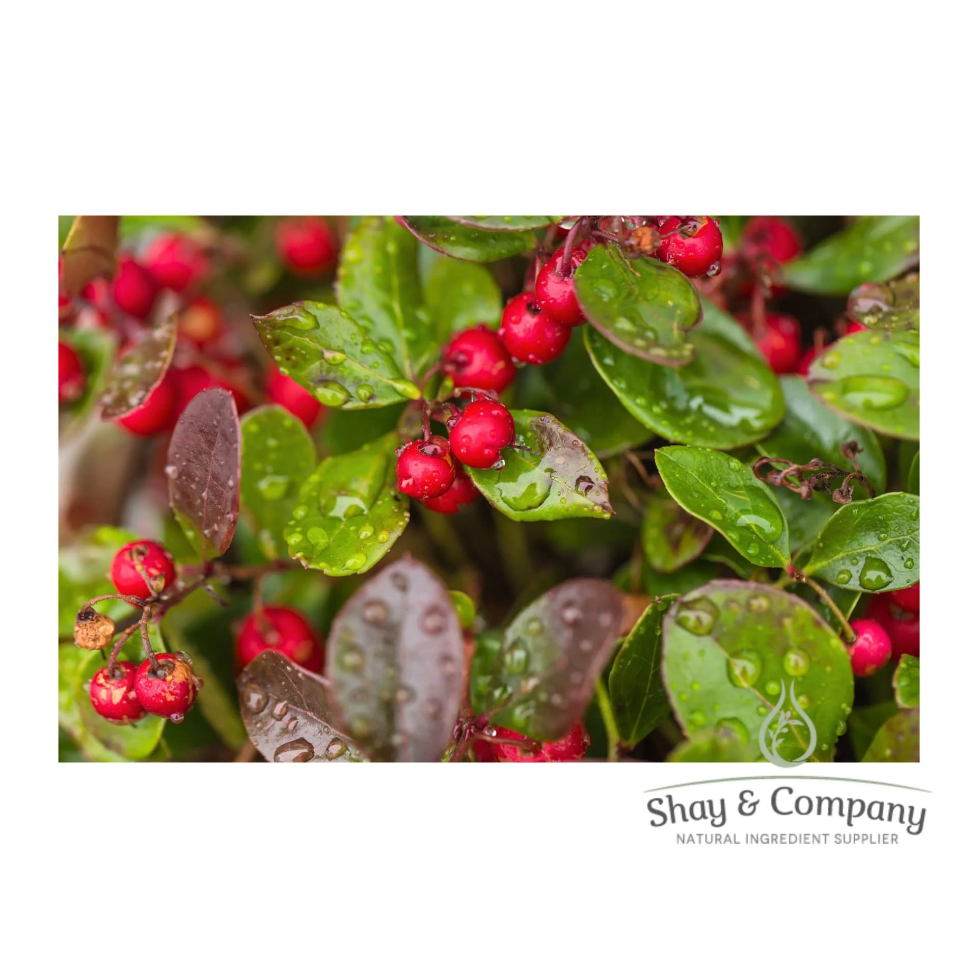 Close up of a wintergreen bush, wet leaves with small red berries on it.