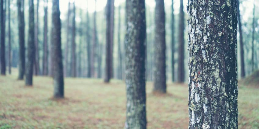 tobacco pine