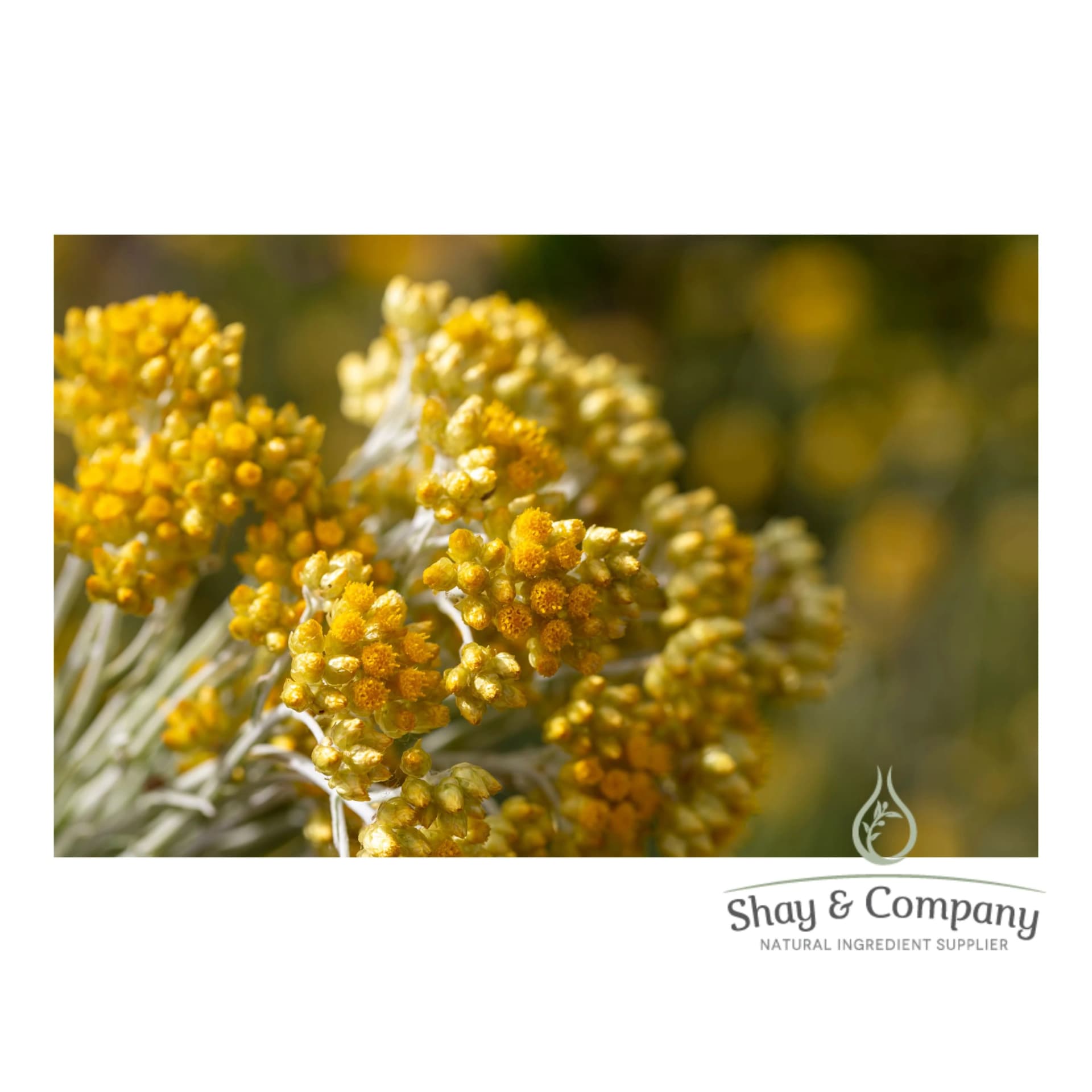 close up of a Helichrysum plant with small yellow flowers on the tips.