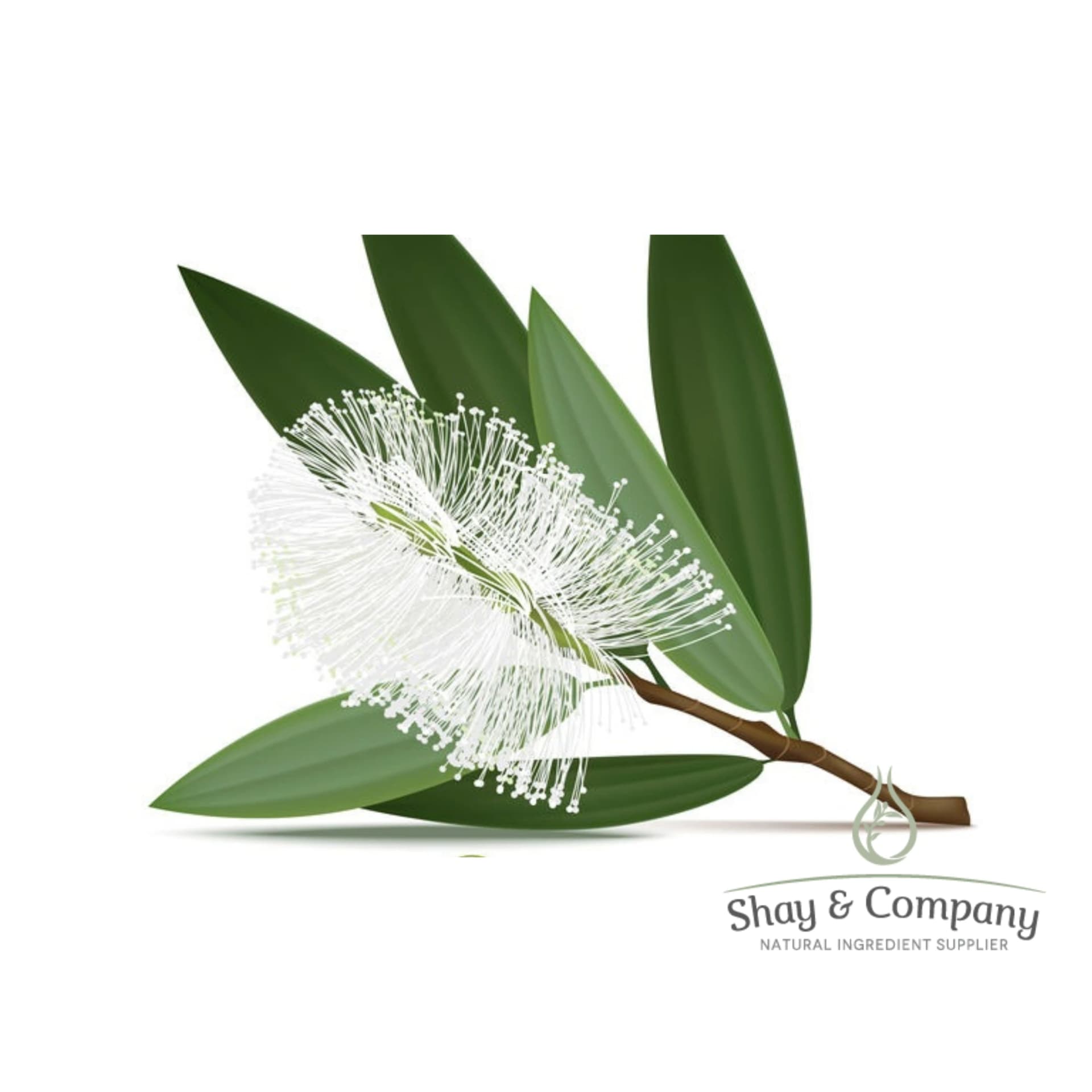 A branch of Cajeput on white background. The branch has long green leaves and a white flower that looks fluffy.