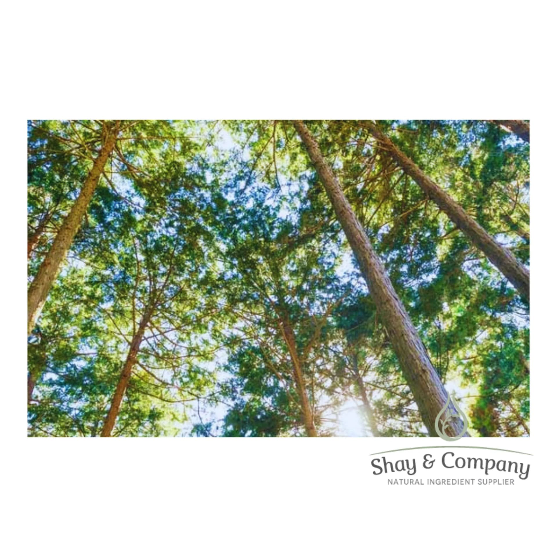 a forest of cypress trees shot from the ground, the sunlight streaming down through the trees.