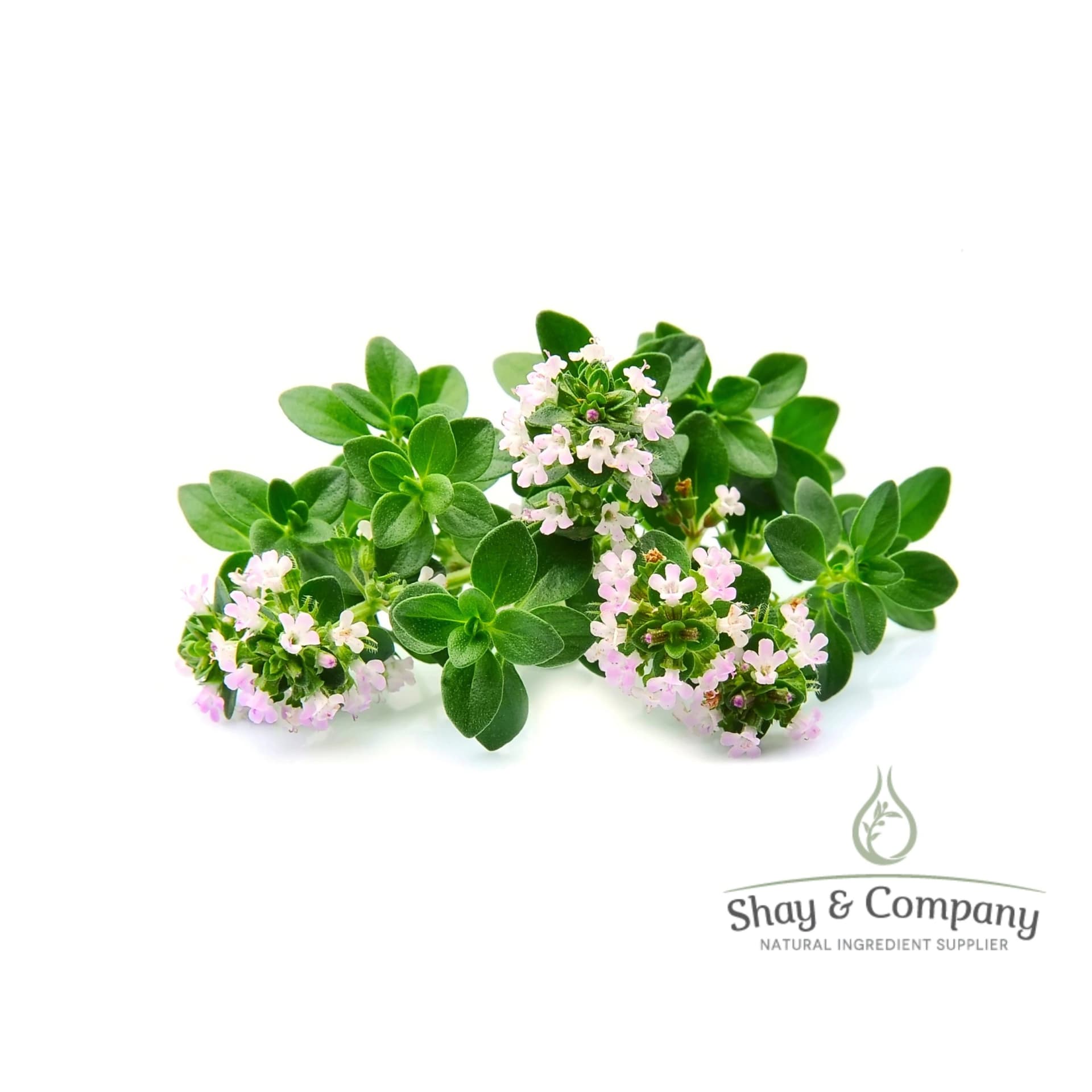 Thyme plant bunch on white background with little flowers blooming on the herb.