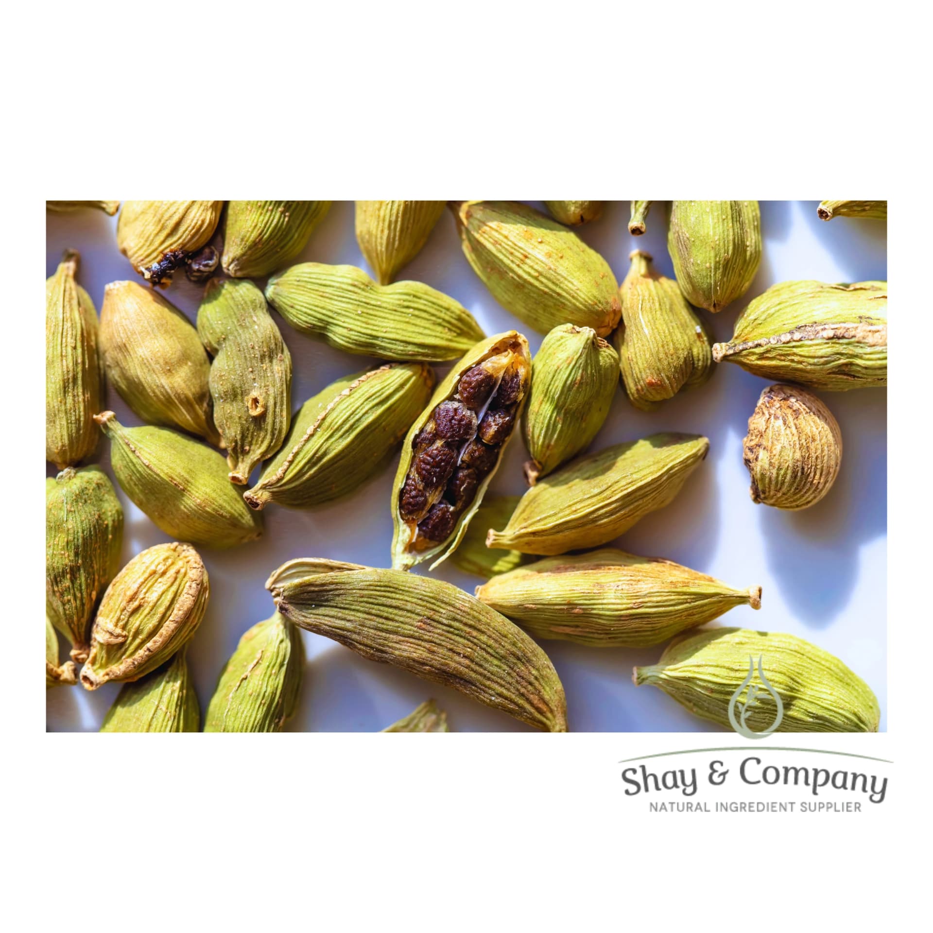 A scattering of green Cardamom seed pods on white background.