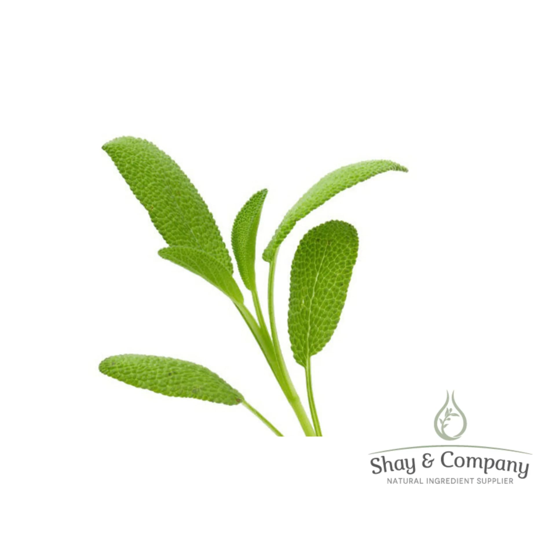 A spring of green dalmation sage on a white background.
