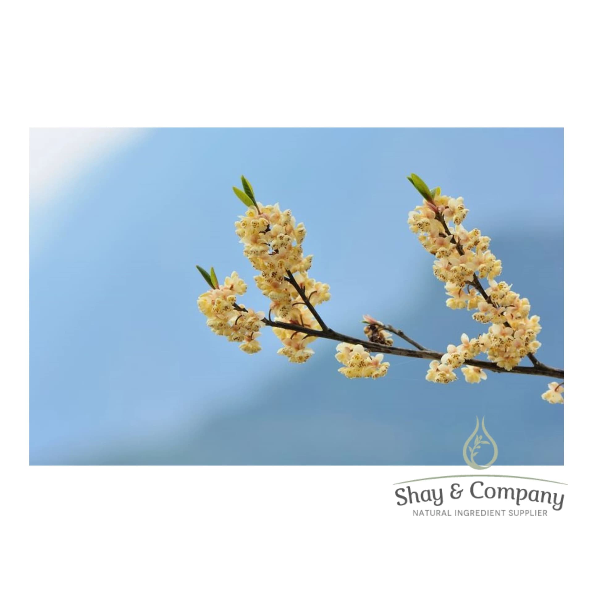 Tree branch with light yellow flowers on it.