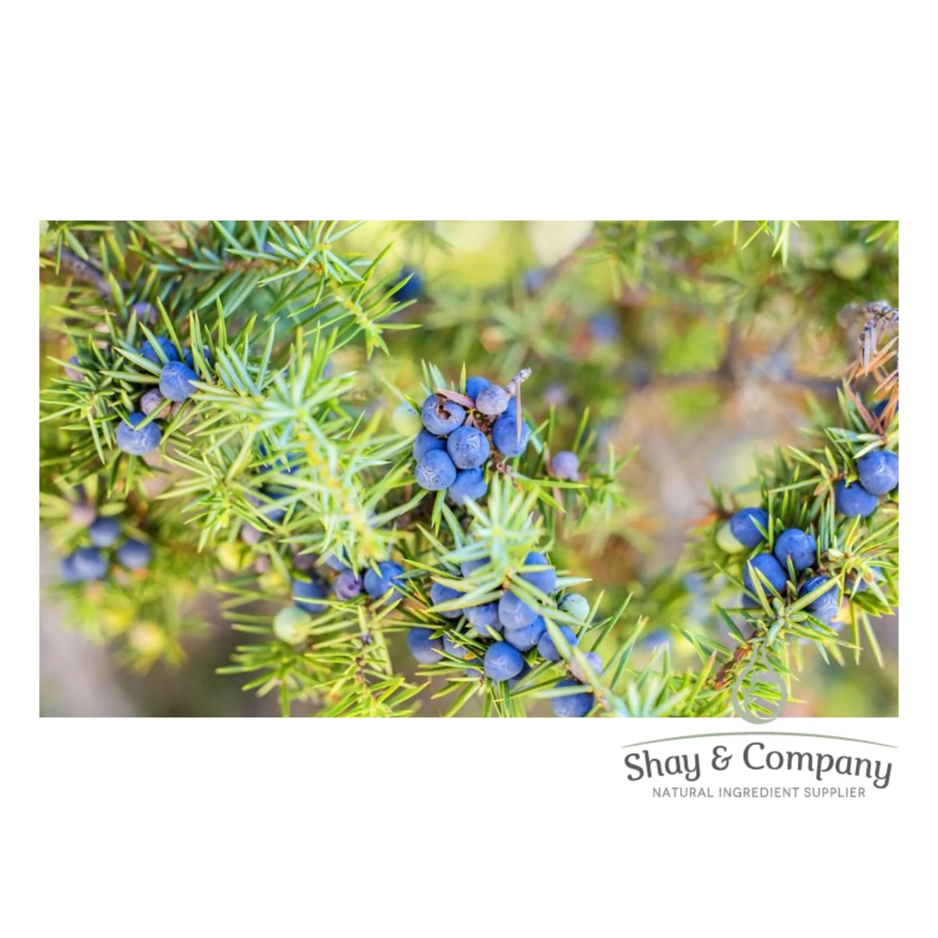 Close up of a juniper branch with blue juniper berries on it.