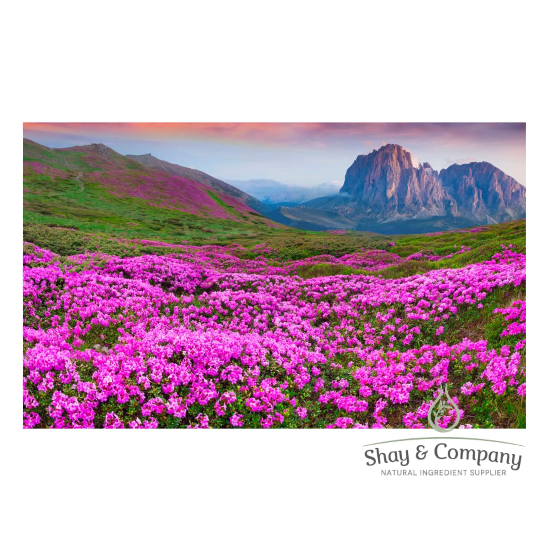 Wide shot, a field of pink rhododendron flowers with a mountain in the background.