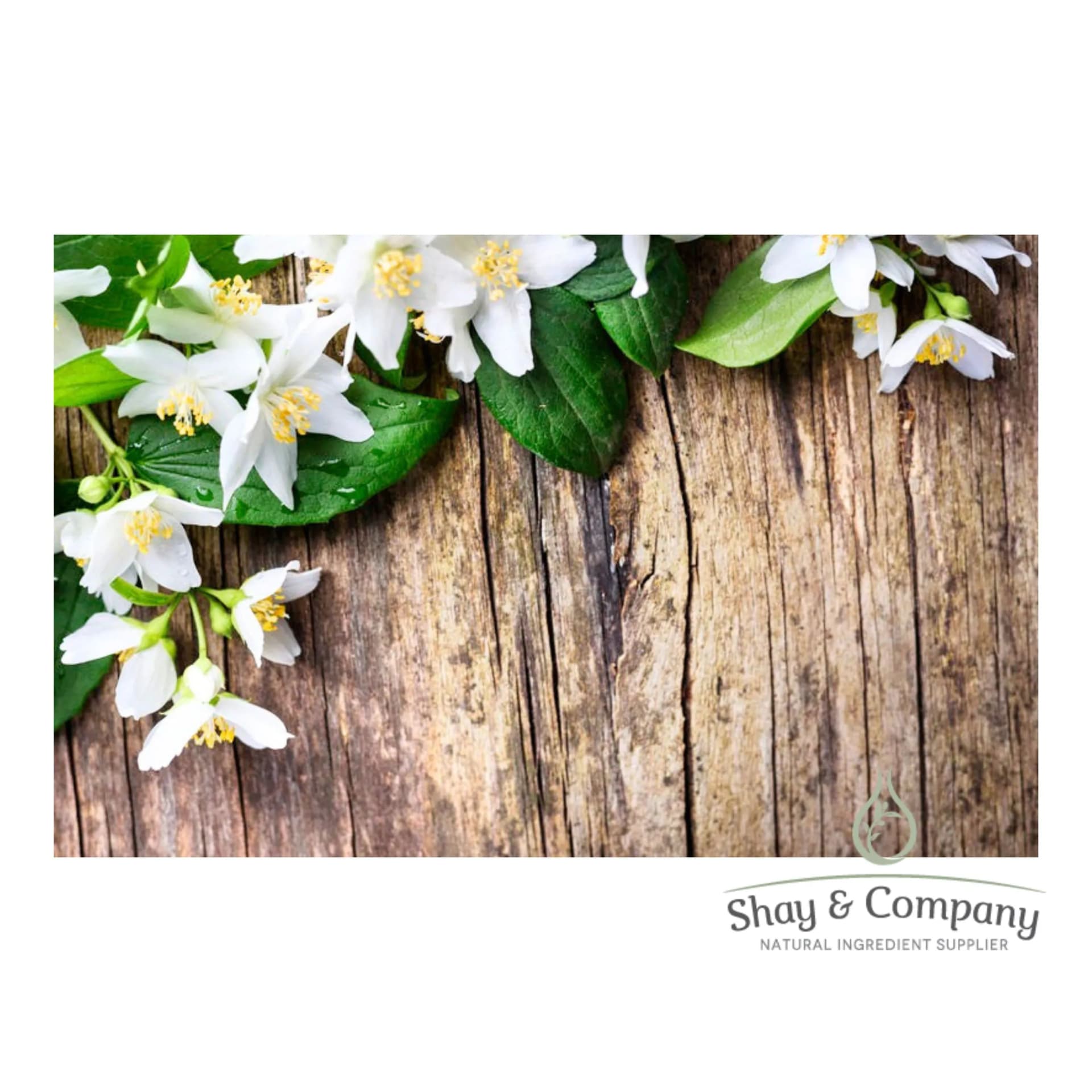 Wooden table with a jasmine branch on it. Green leaves with small white flowers.