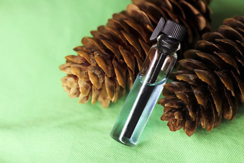 balsam pine