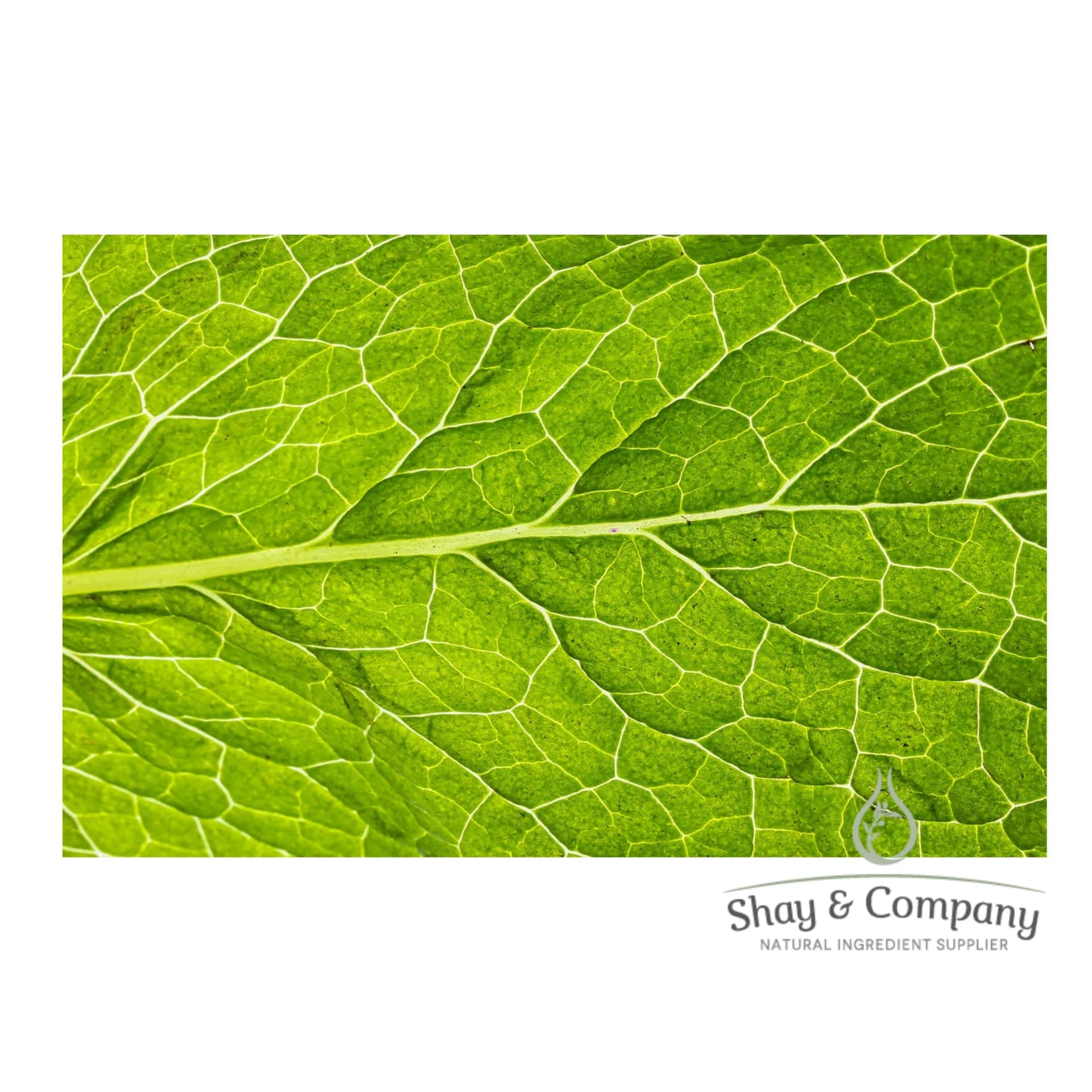 Close up of a mint leaf, shows texture of the leaf.