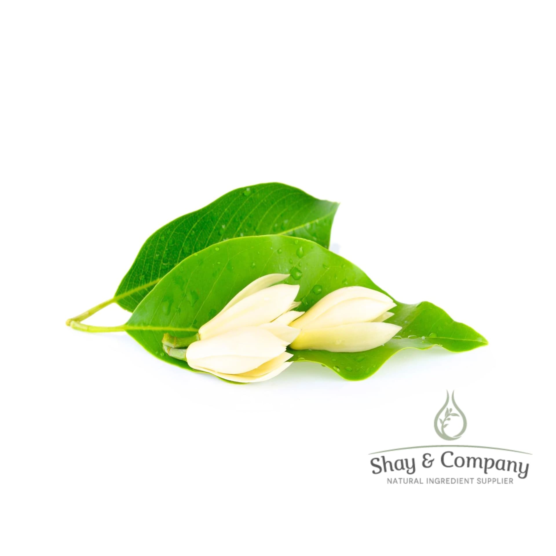 Tip of a magnolia branch on white background. White magnolia flowers and three green leaves.