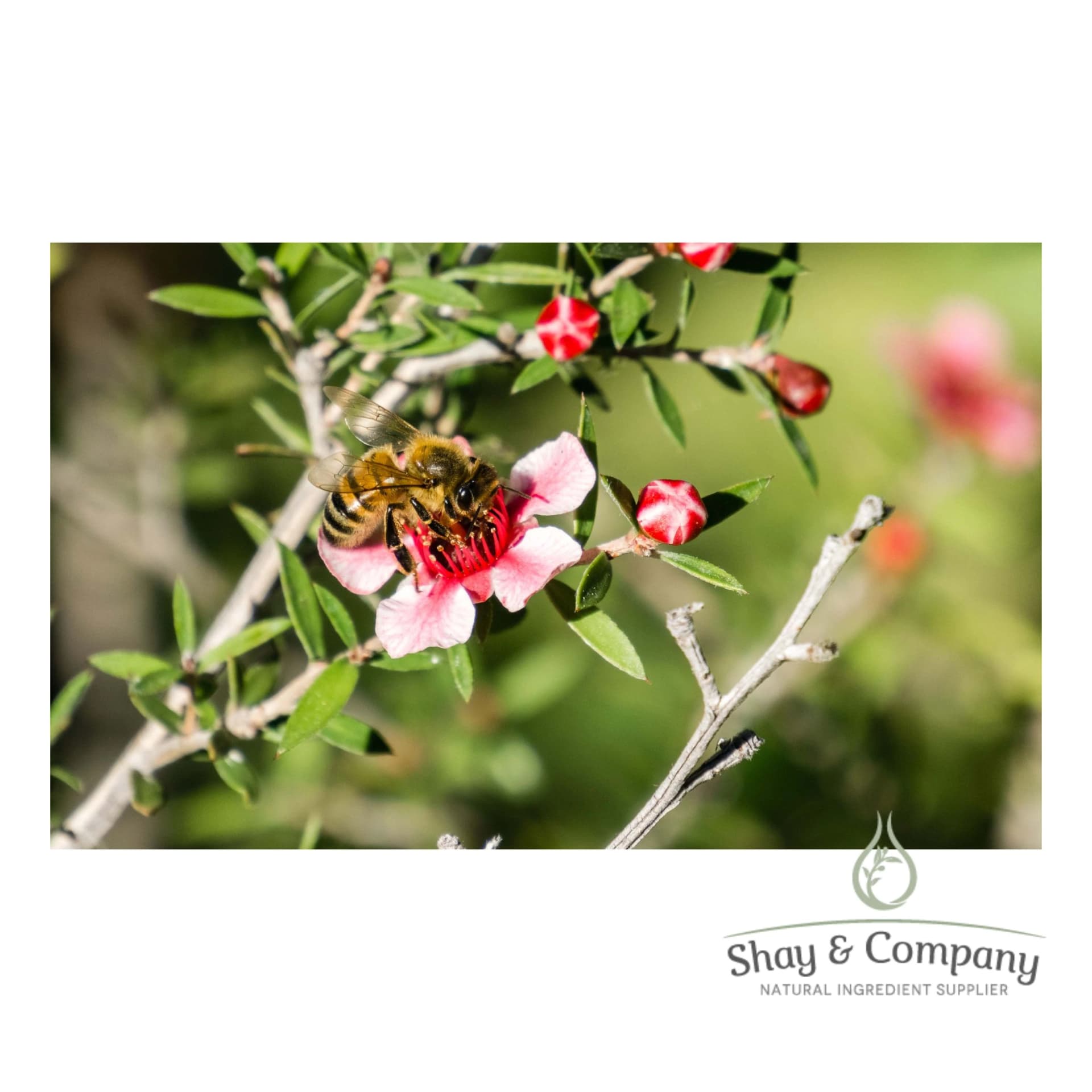 A manuka branch with pink flowers. One of the flowers has a bee on it.