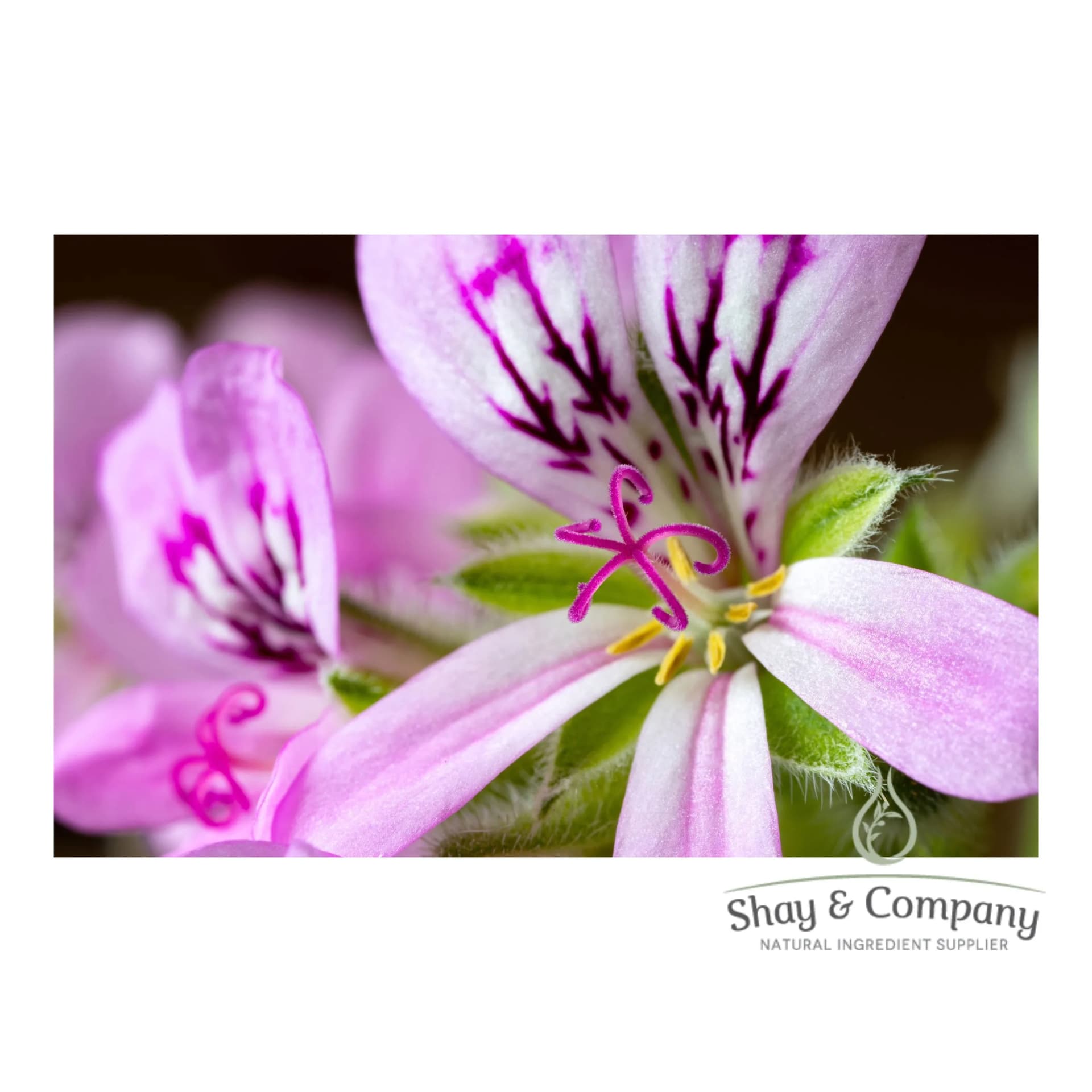 Close up of a fuchsia and white Geranium flowers.