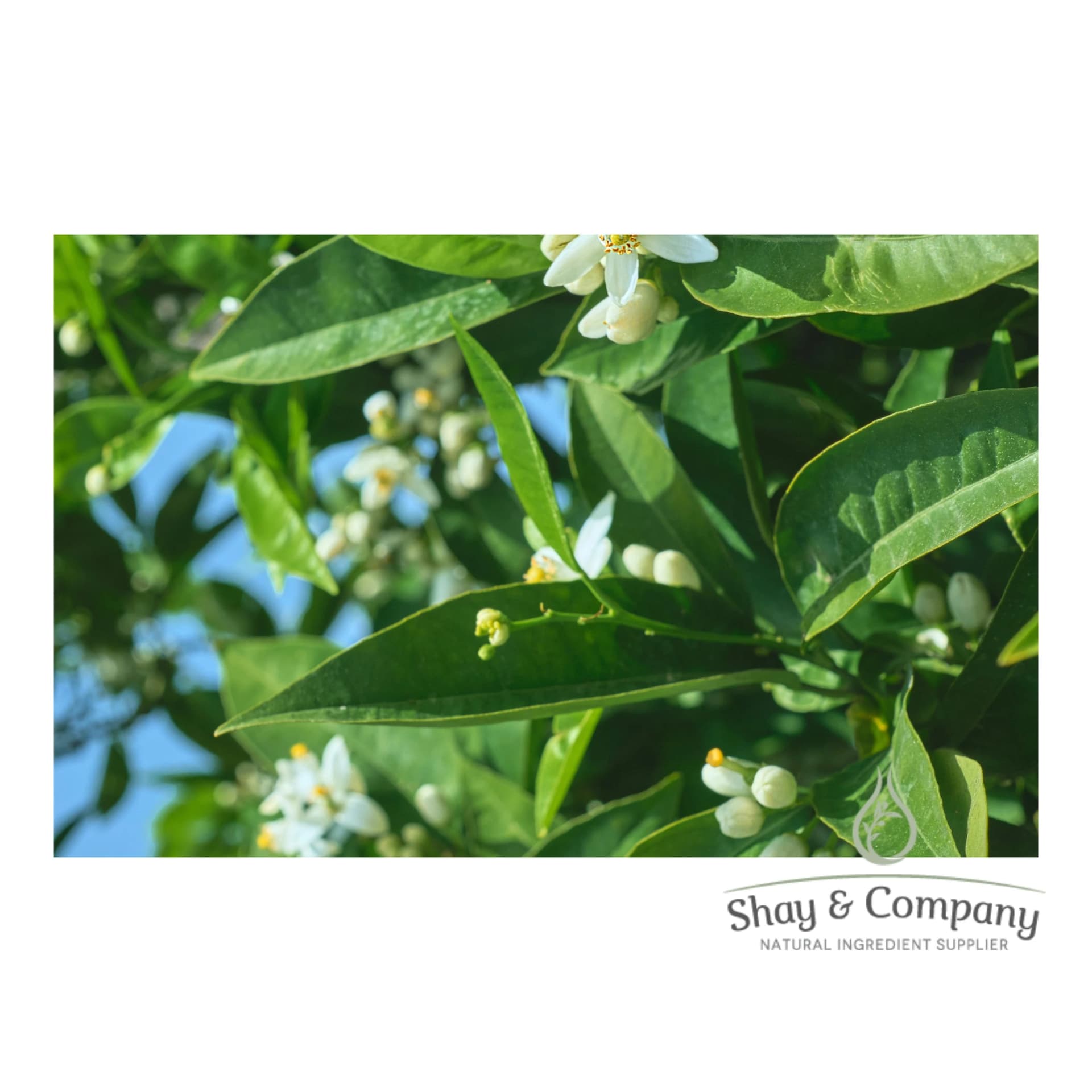 Close up of a Neroli tree with small white flowers and green leaves.
