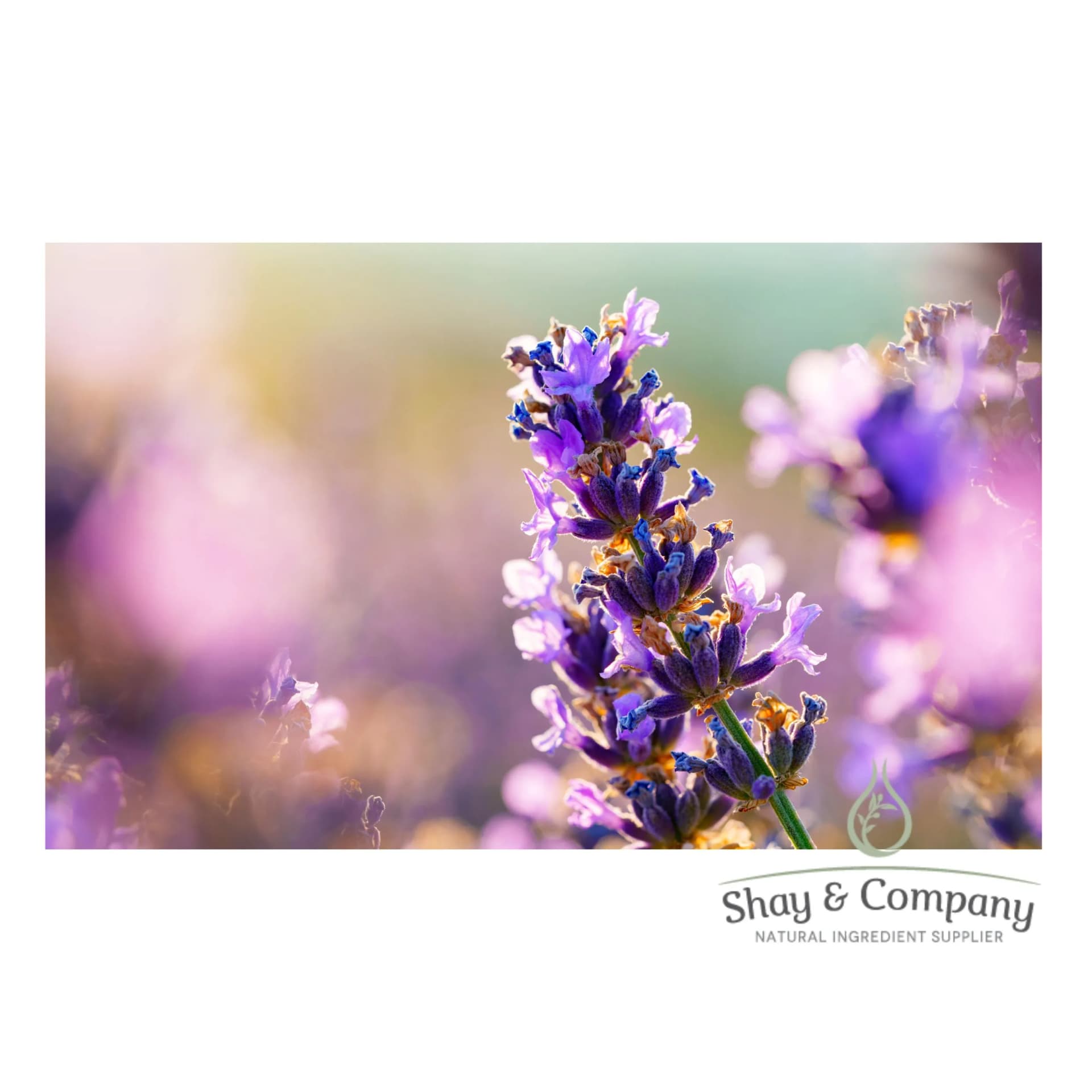 Close up of a purple lavender flower. blurred background is other purple flowers.