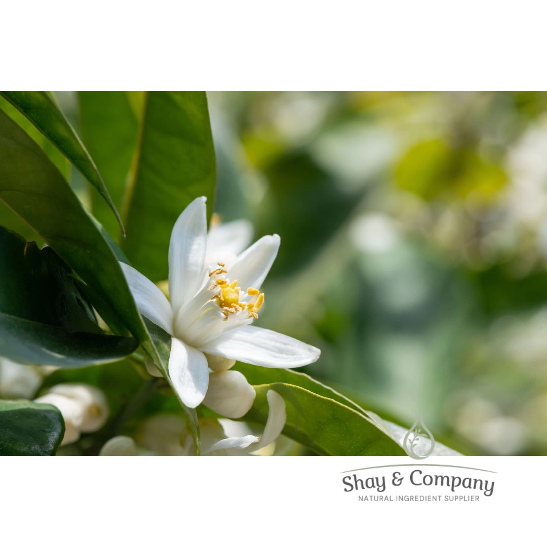 Neroli 92% natural fragrance