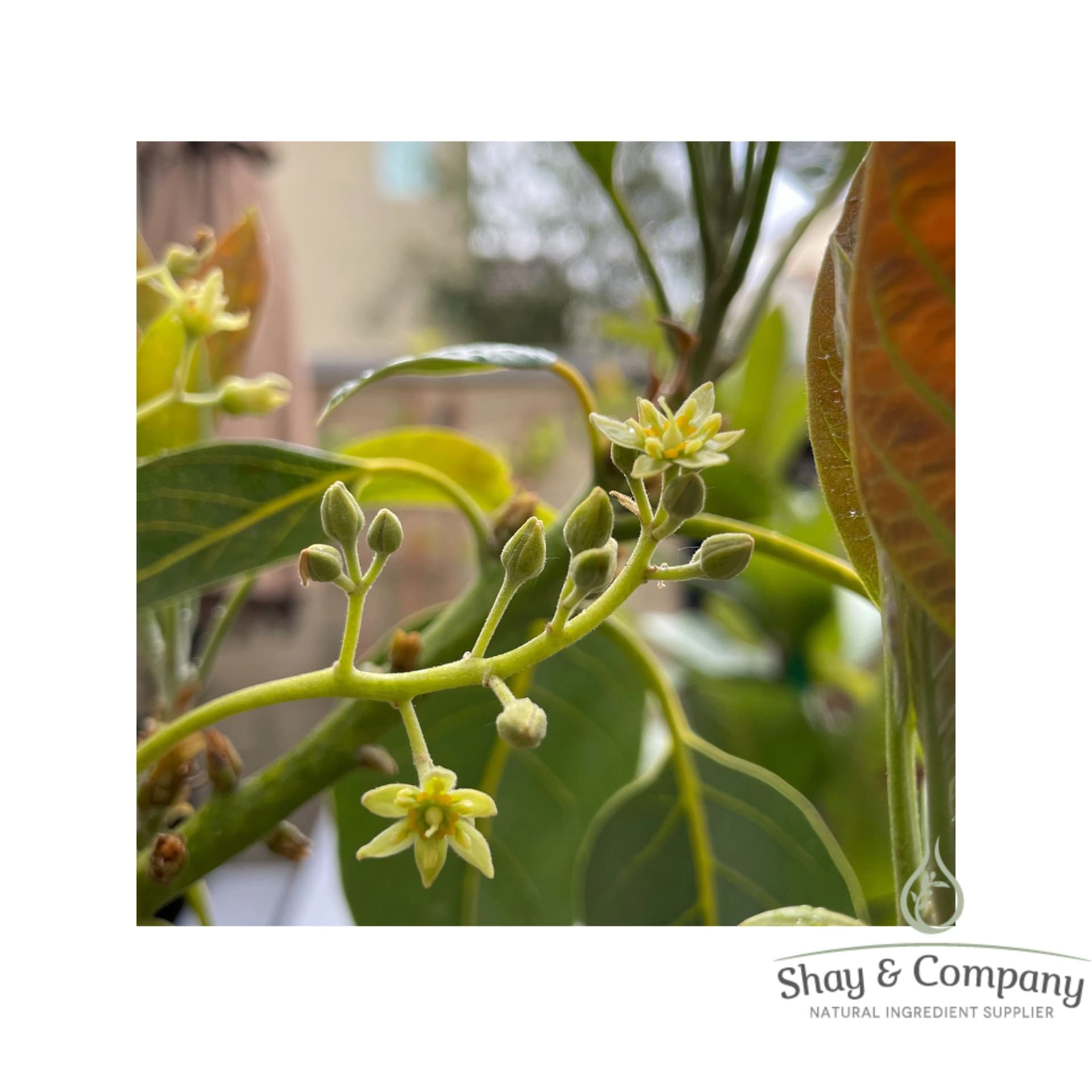 avocado blossom 92% natural fragrance