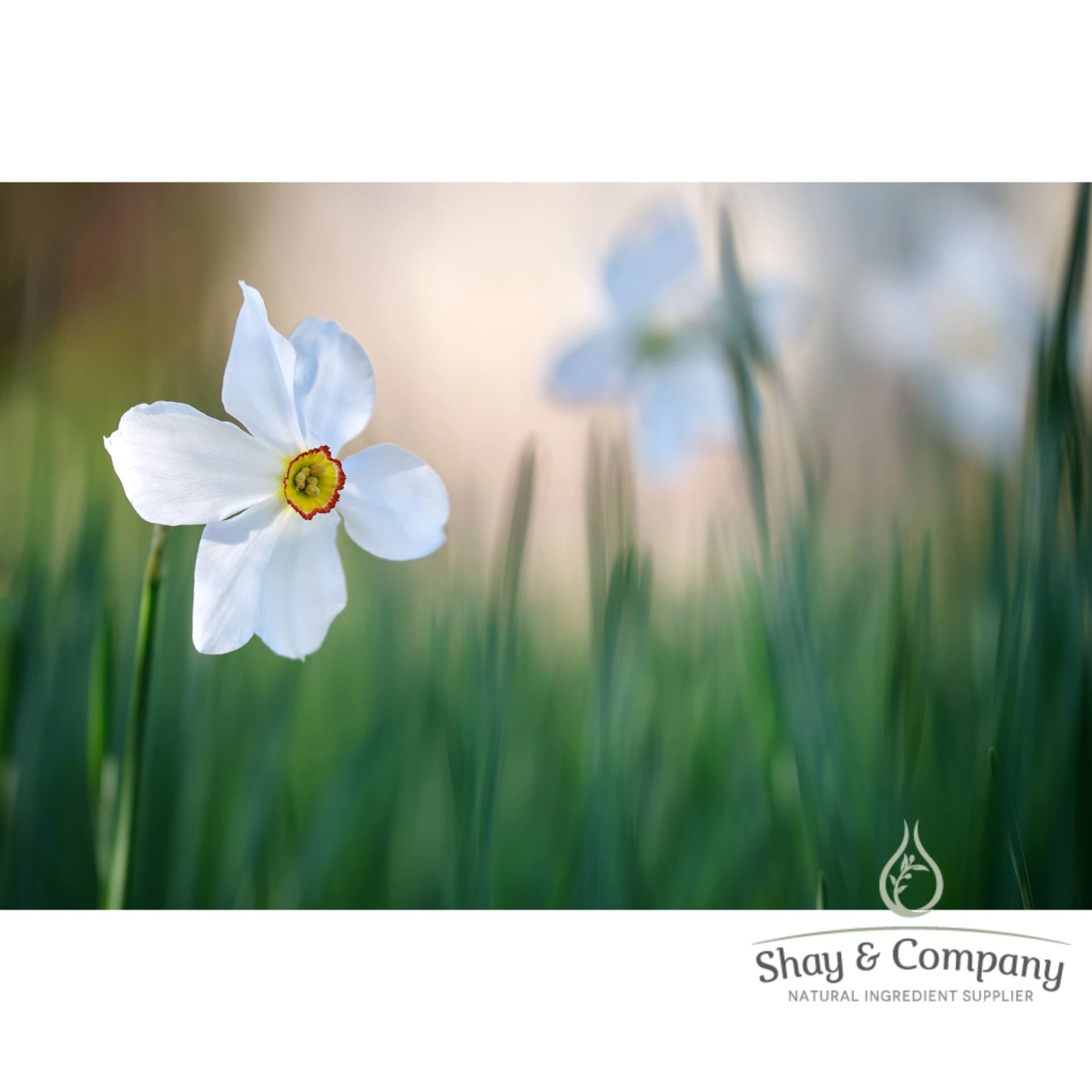 narcissus 90% natural fragrance